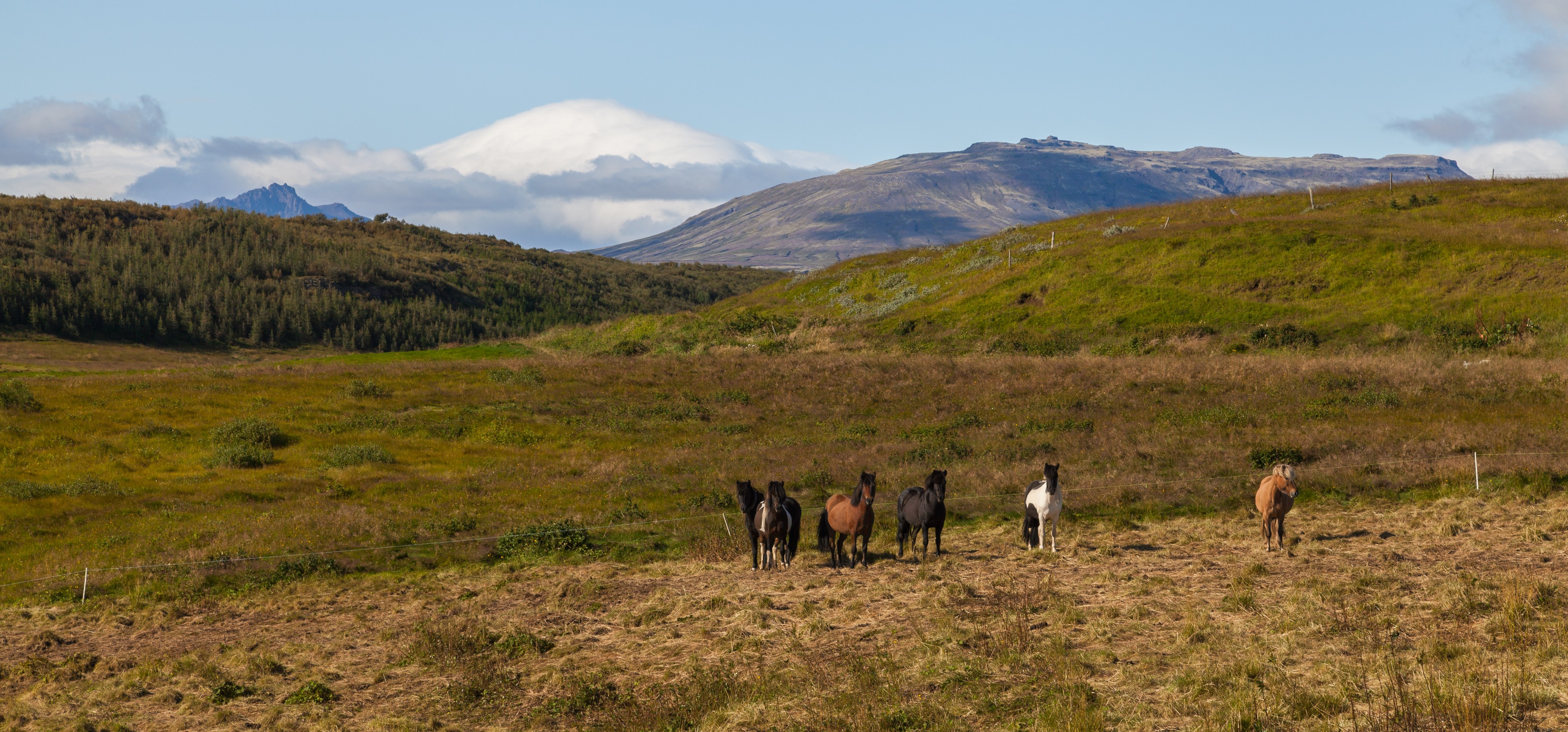Caballos cerca de Skálholt, Suðurland, Islandia, 2014-08-16, DD 133