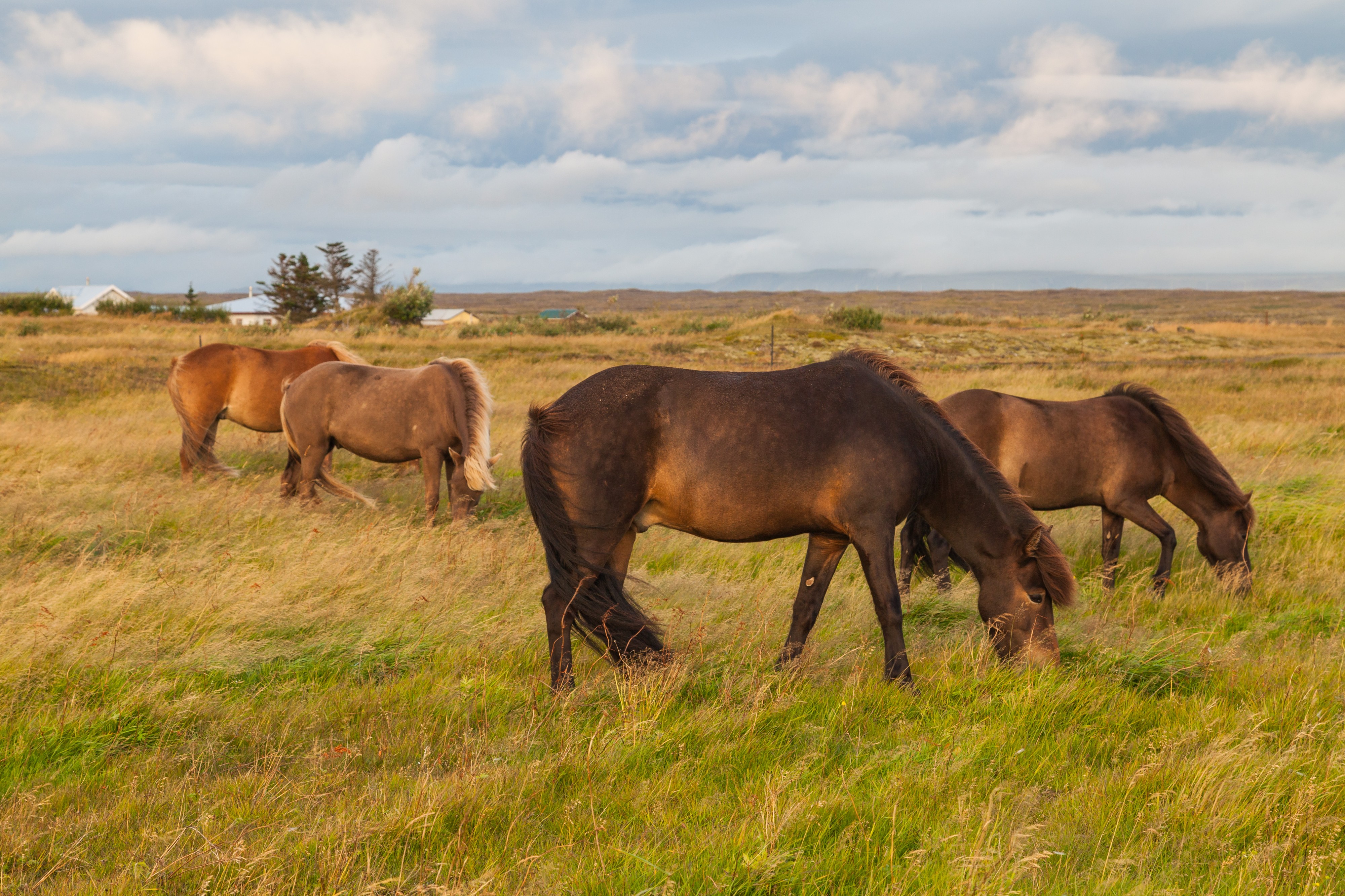 Caballos pastando en Vogar, Suðurnes, Islandia, 2014-08-15, DD 111