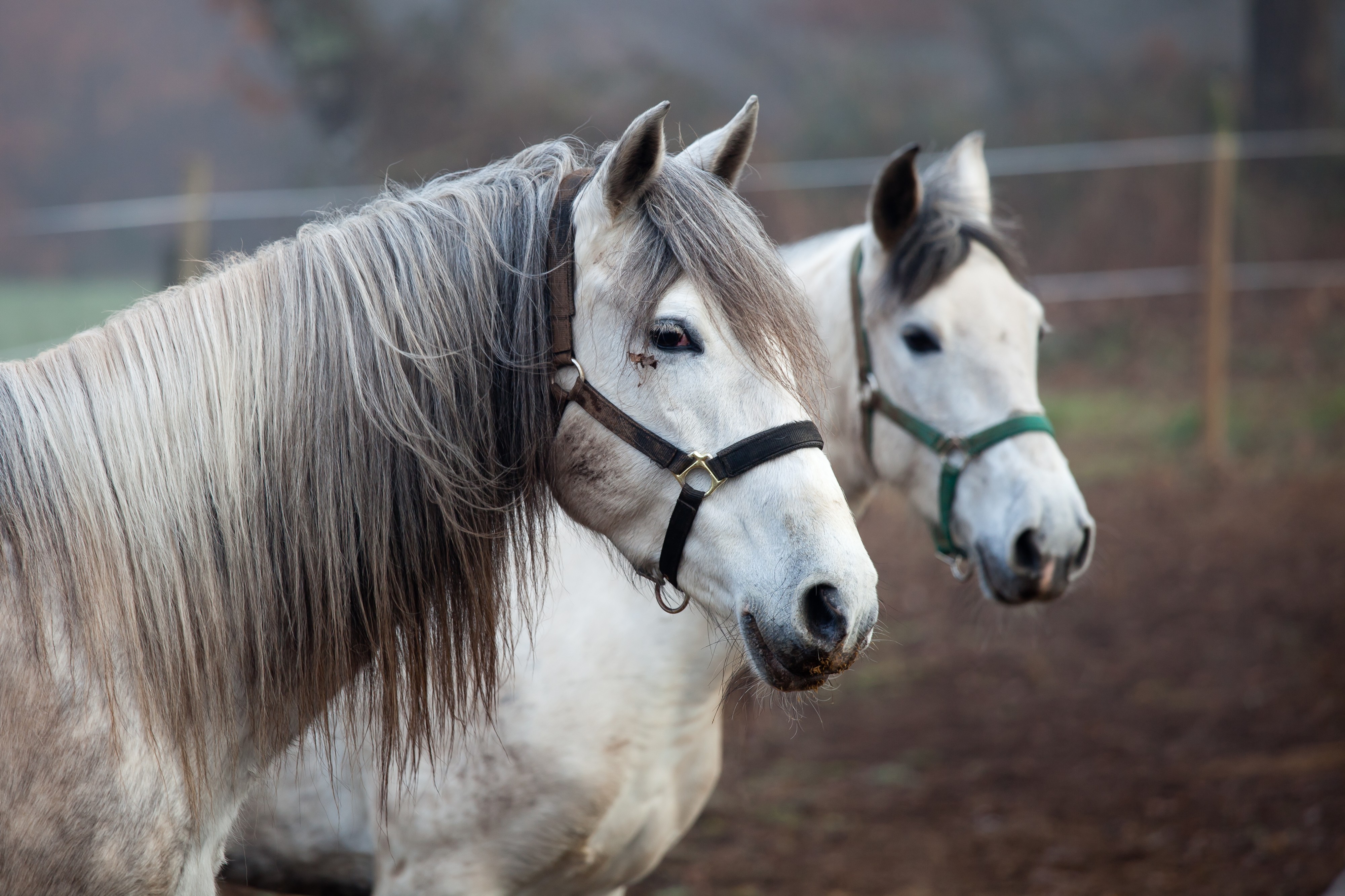 Cabalos en Codesedo - Doade - Lalín - Galicia