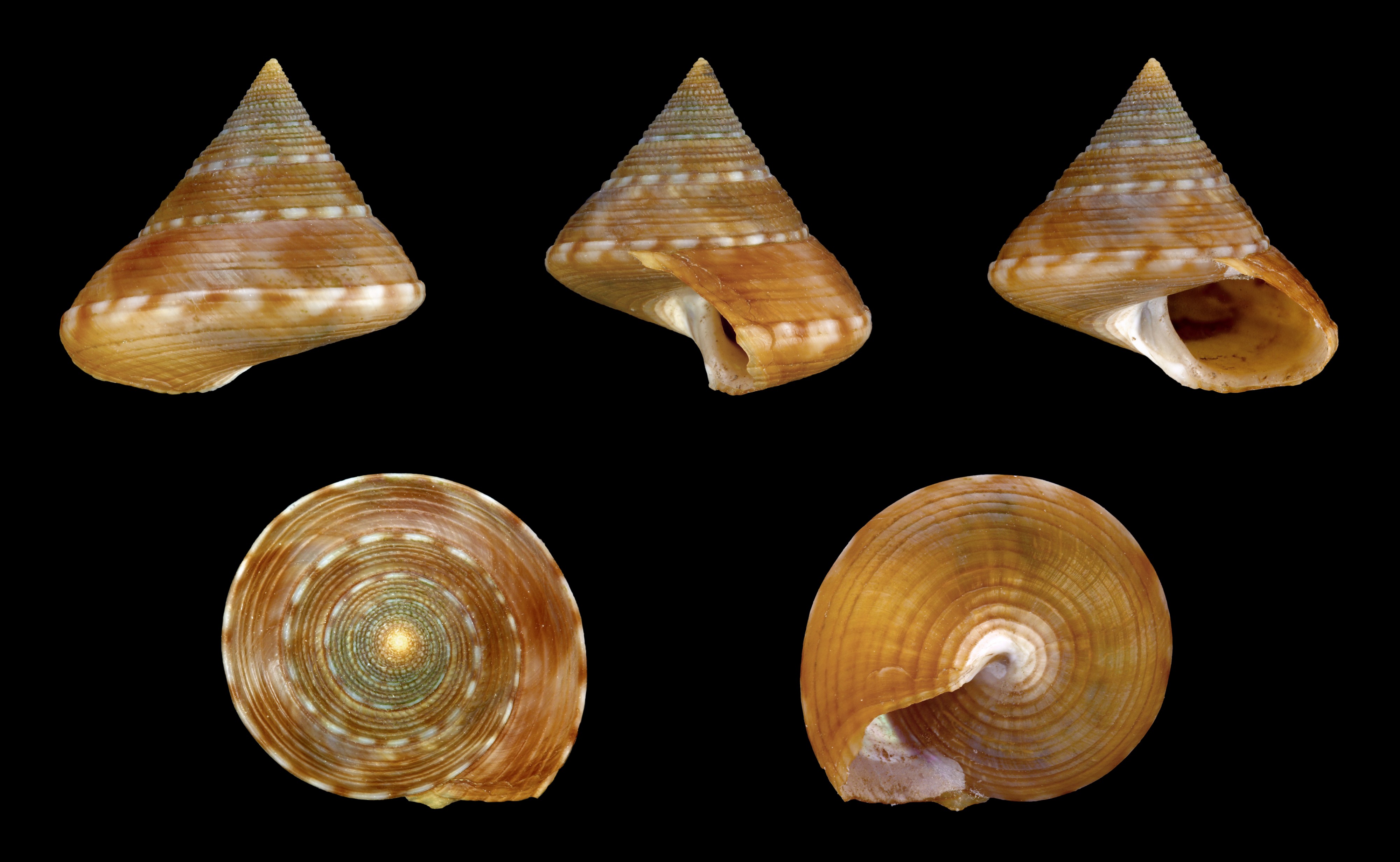 Calliostoma zizyphinum f. laevigata 01