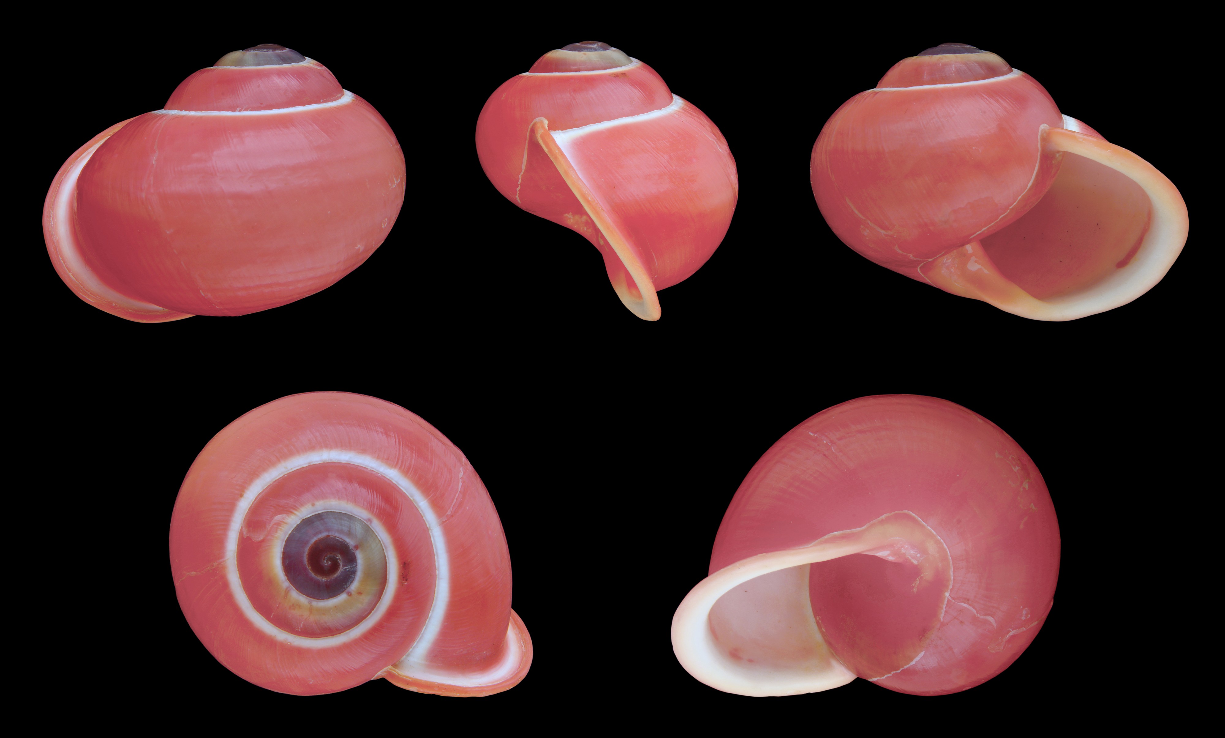 Calocochlia festiva 01