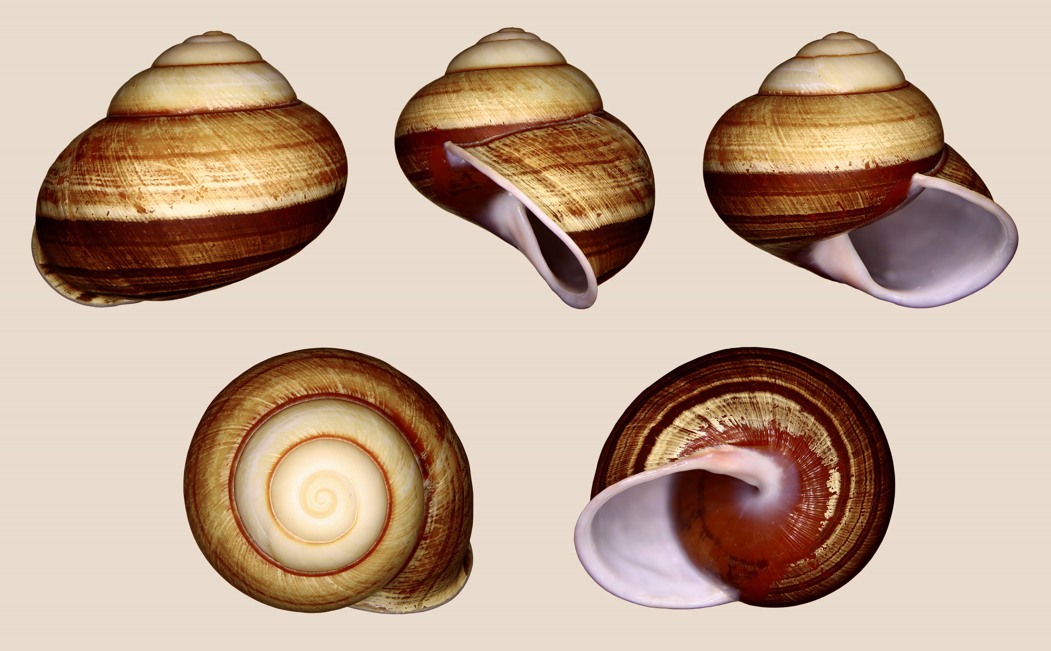 Calocochlia pan 01