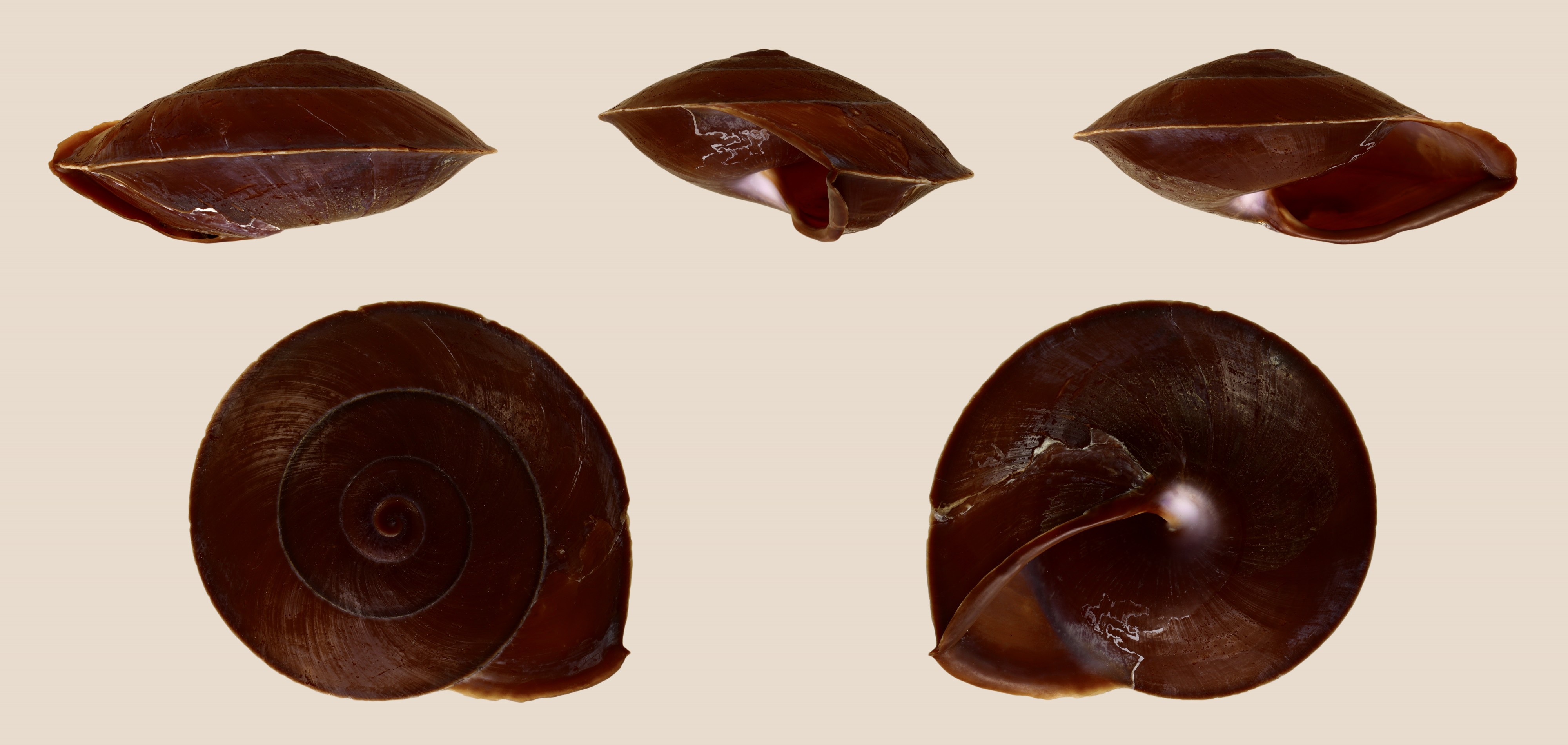 Calocochlia siquijorensis 01