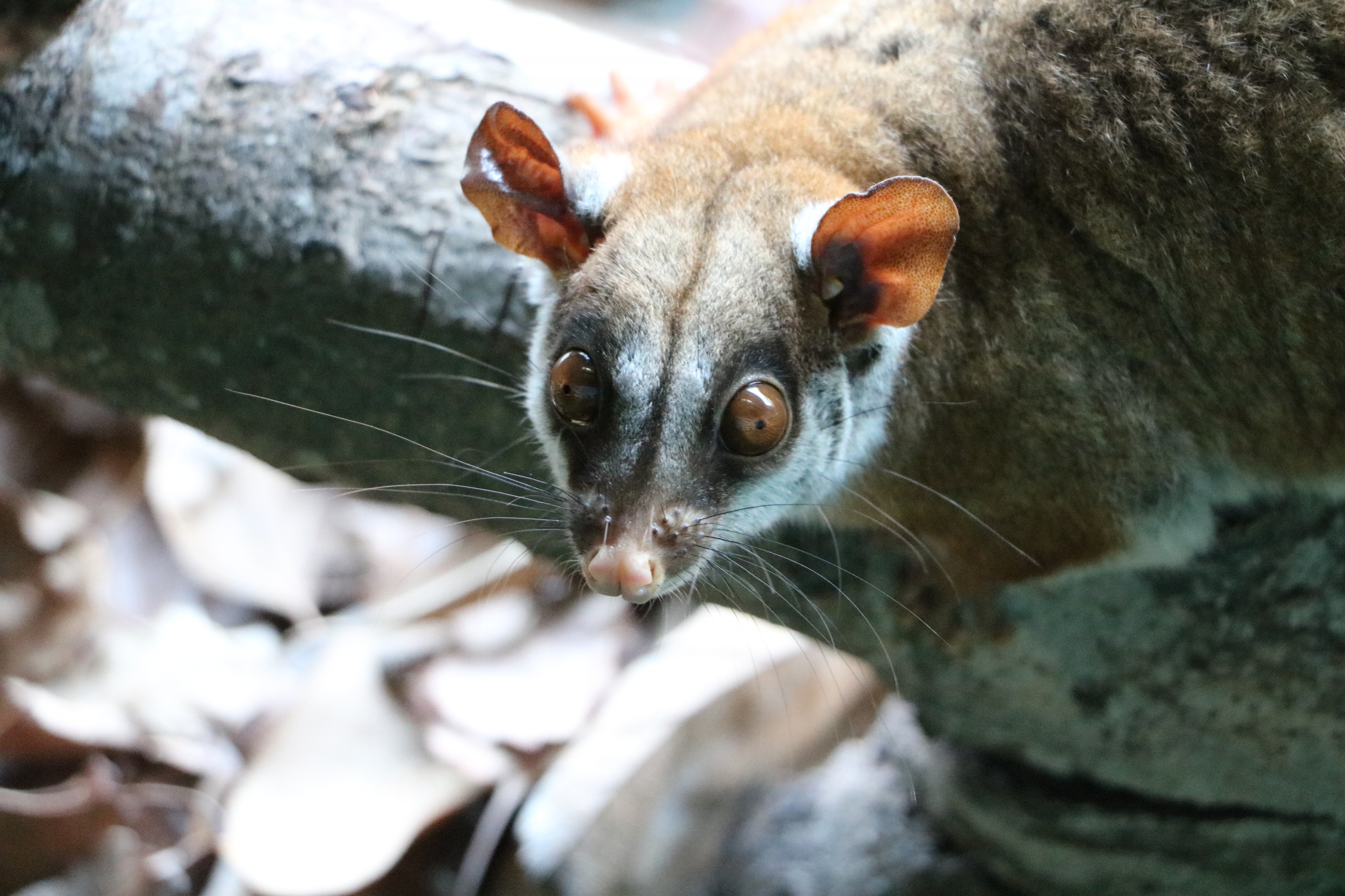 Caluromys lanatus
