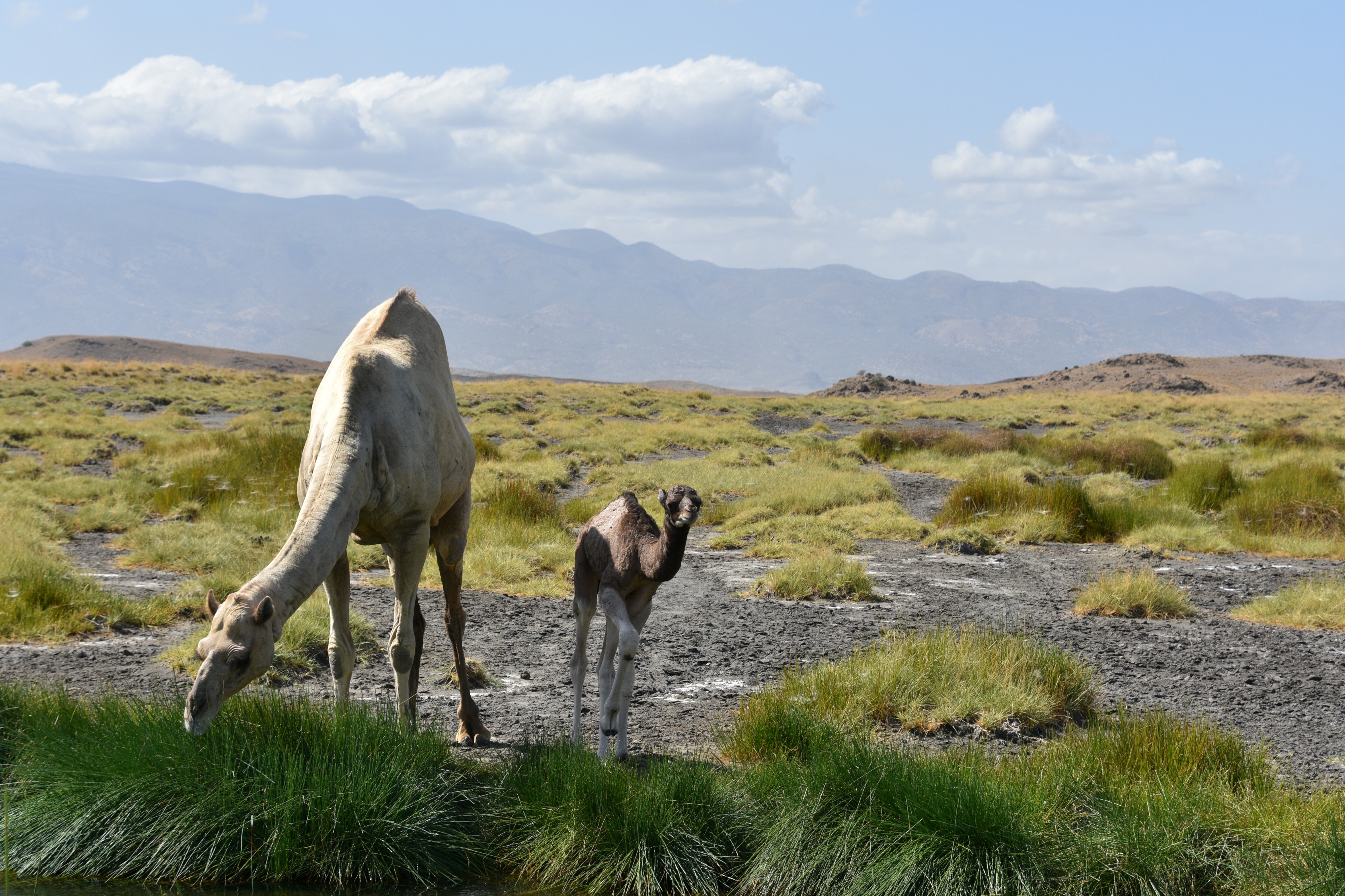 Camels near Lake Natron (11) (28301764370)