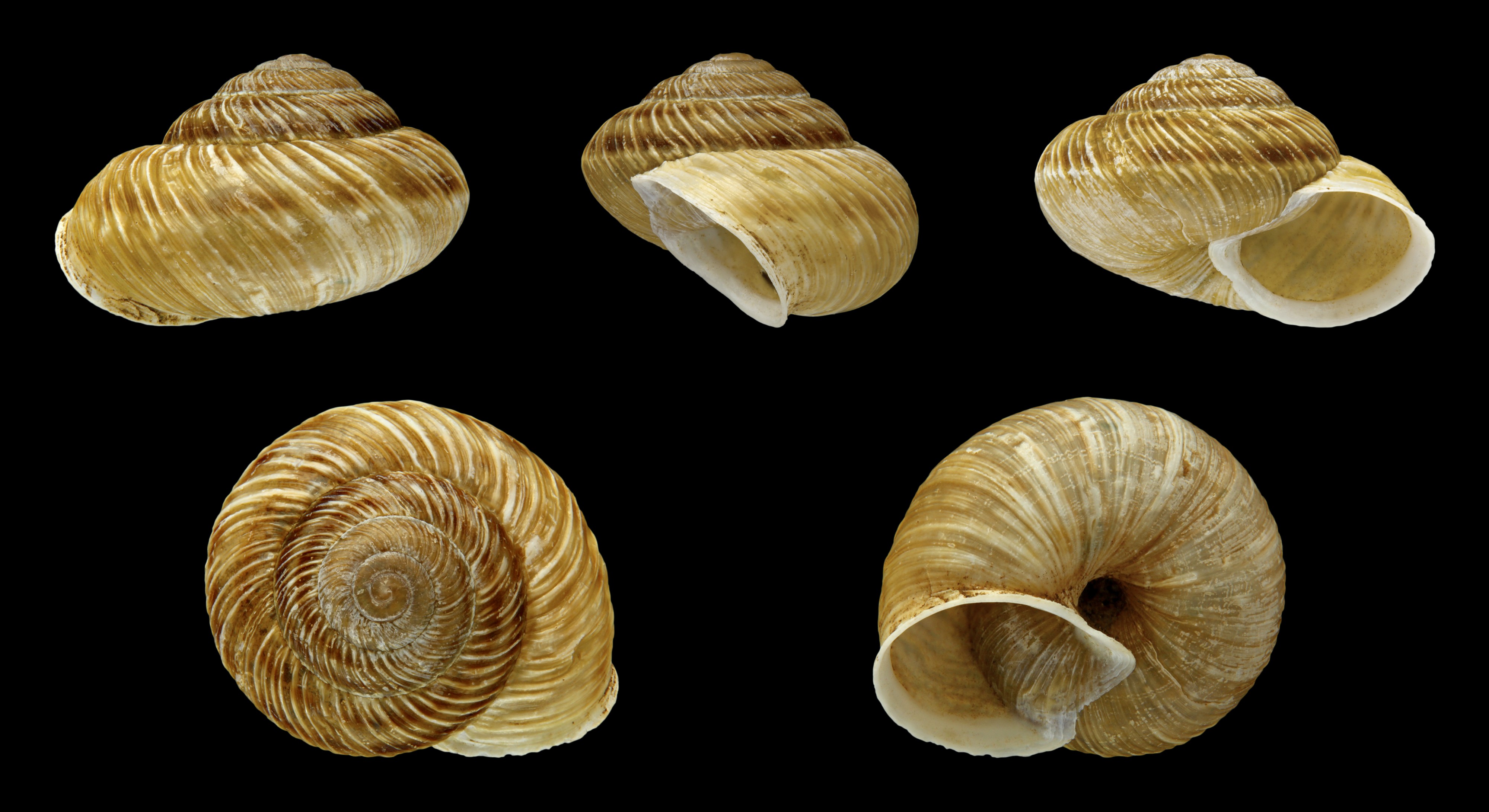 Canariella jandiaensis 01
