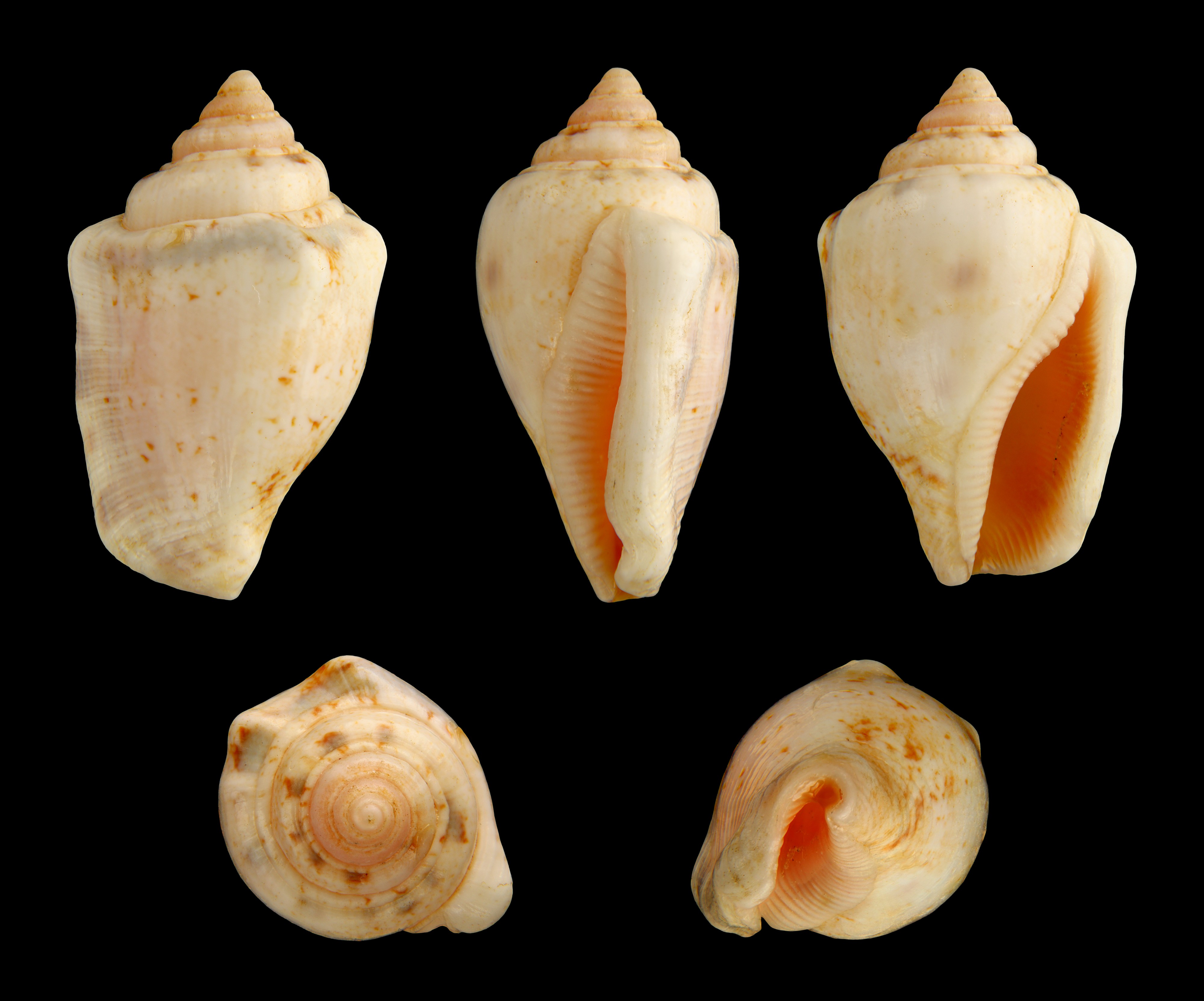 Canarium ochroglottis 01