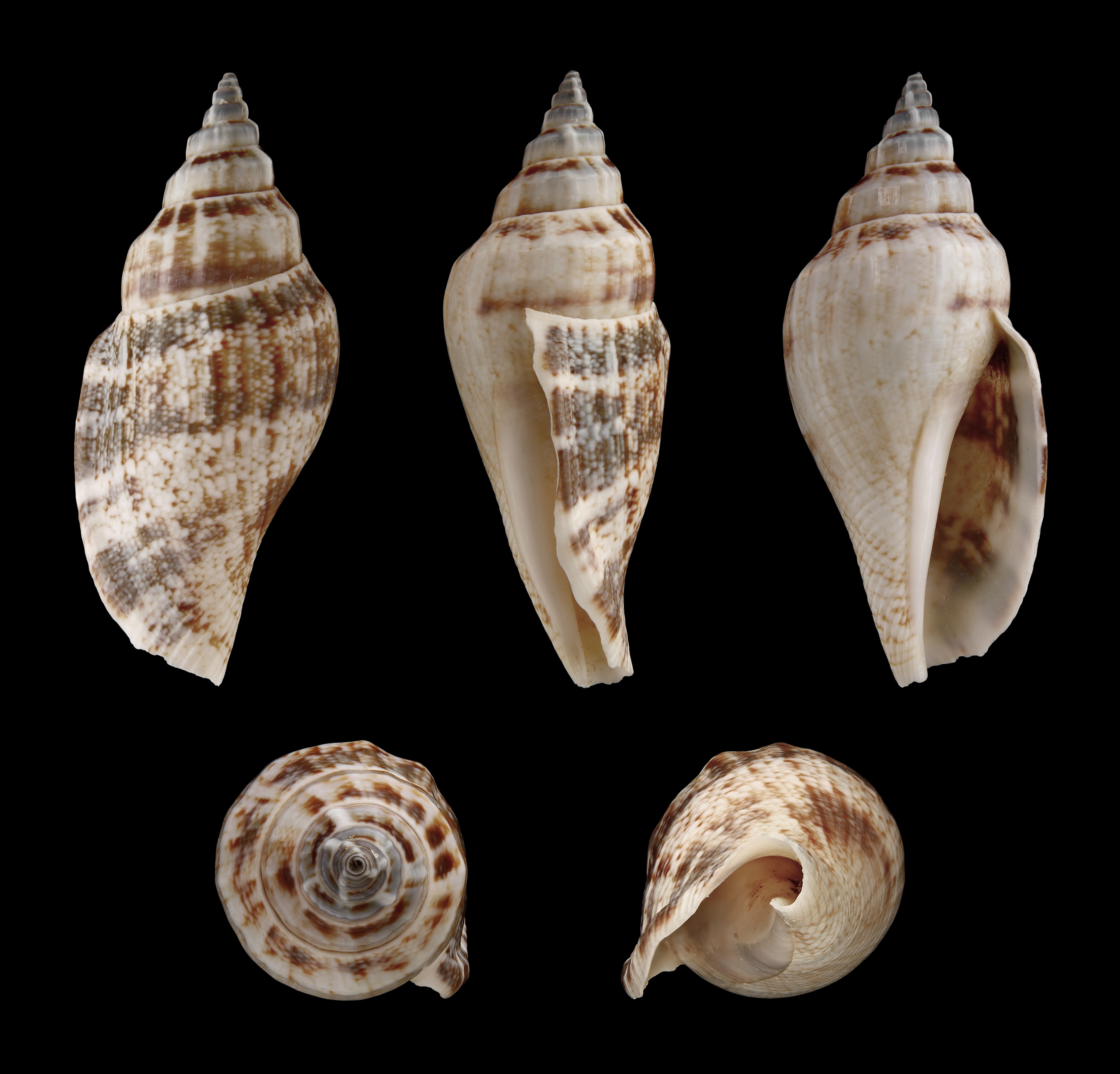Canarium urceus f. typica 01