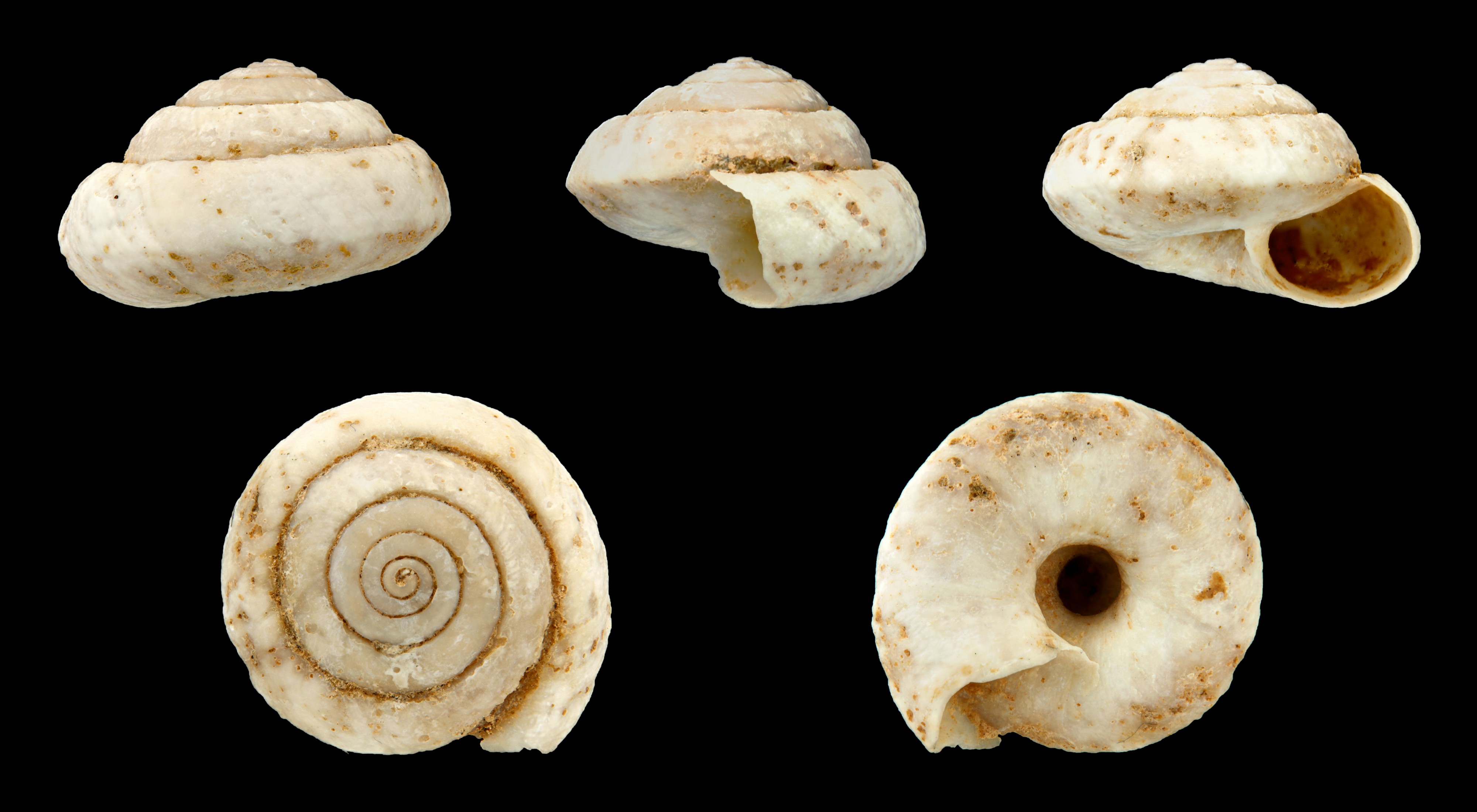 Candidula ultima 01