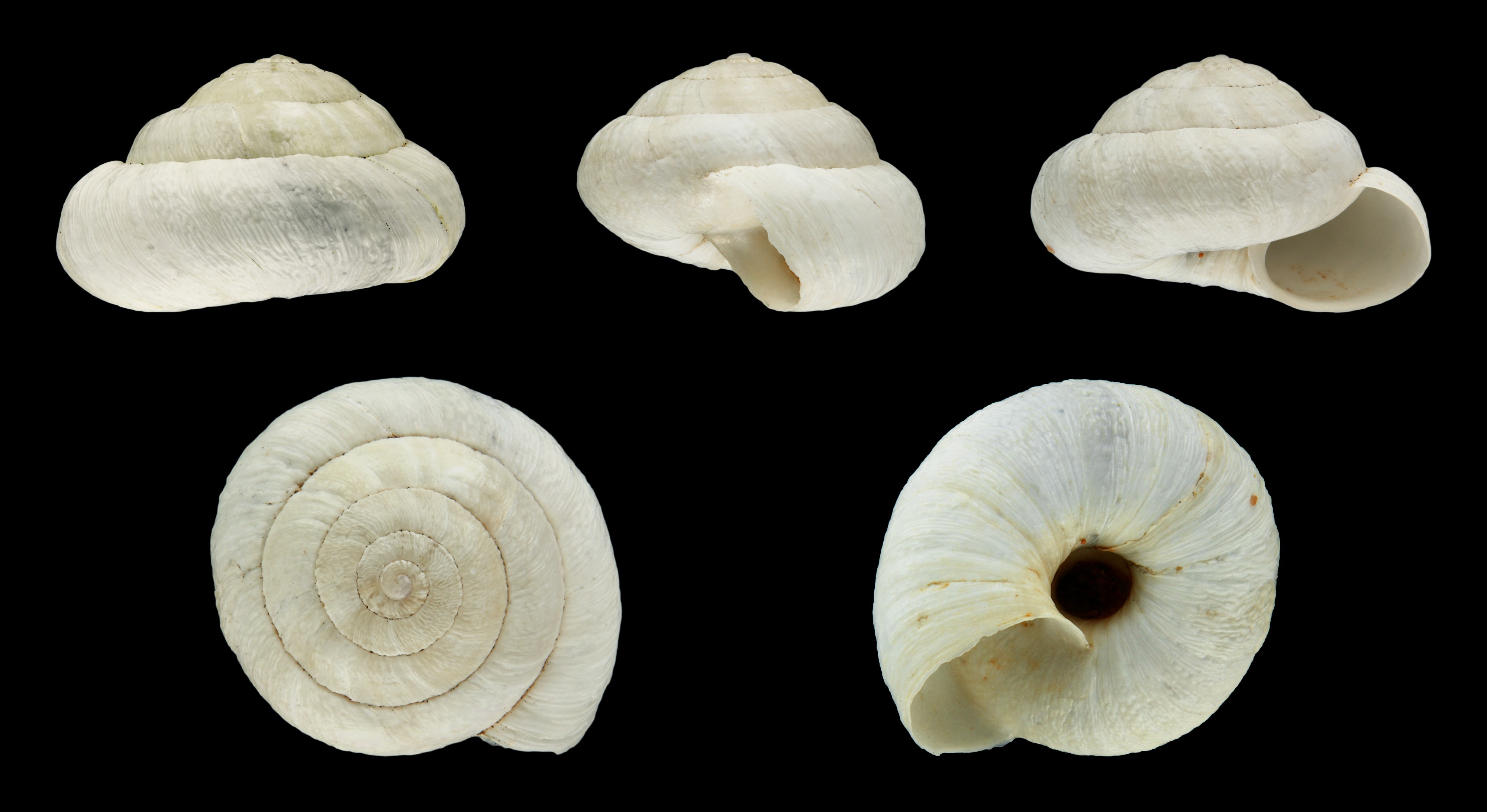 Candidula ultima 02