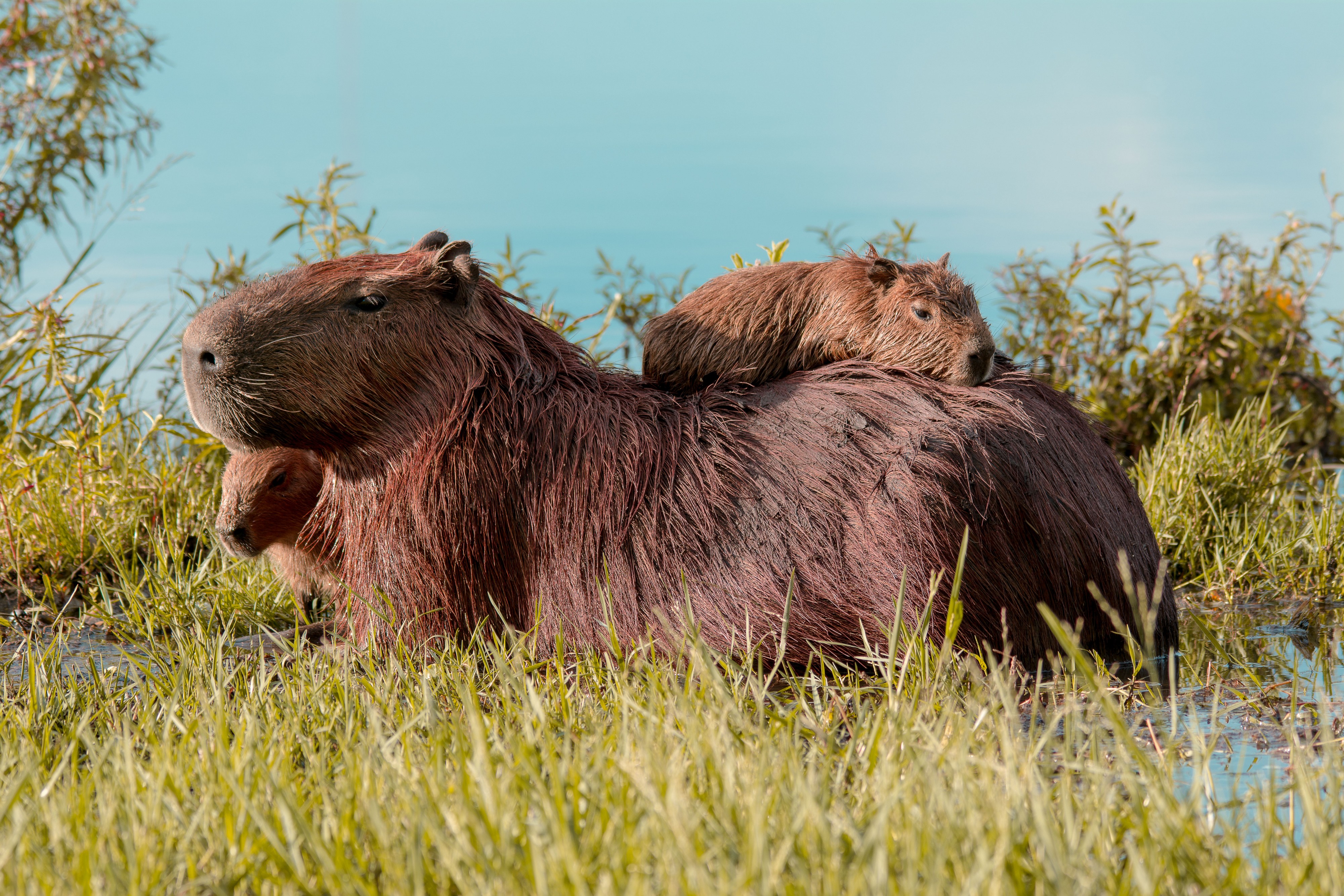 Capivara (roedor)