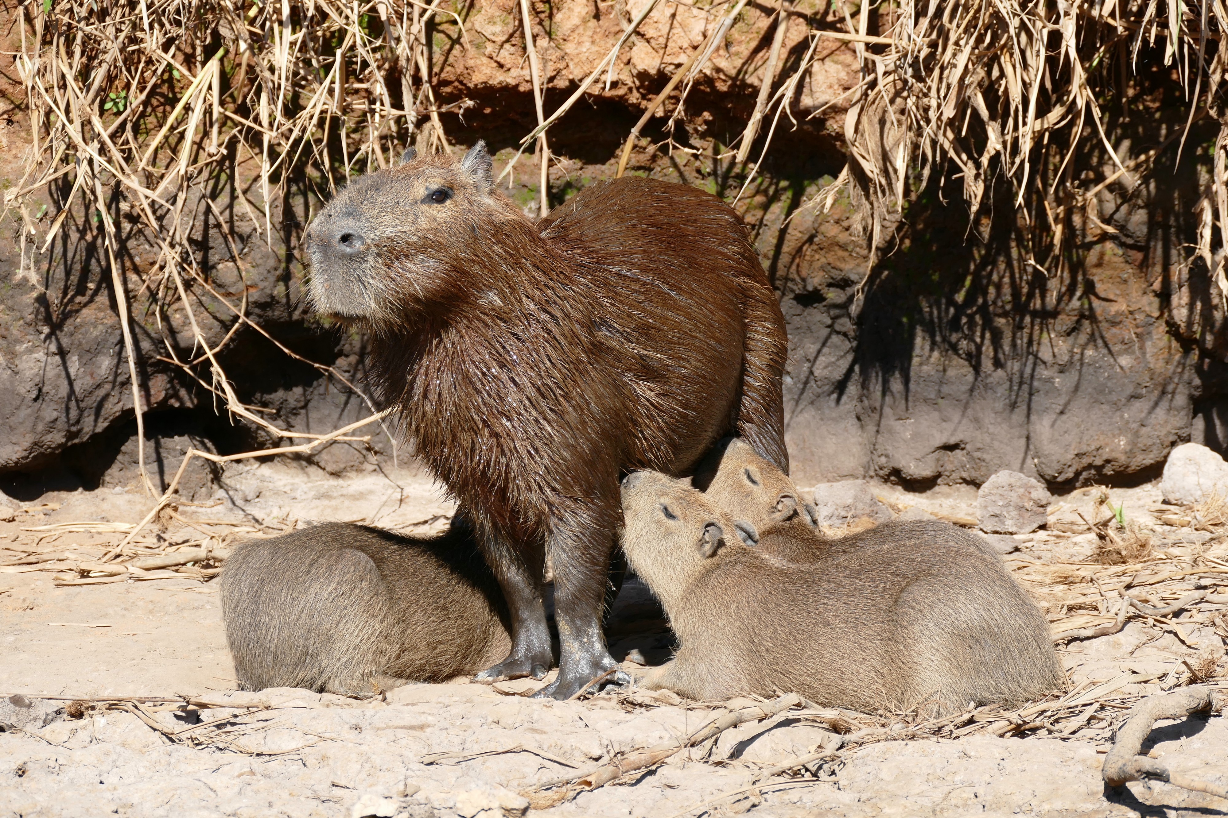 Capybaras (Hydrochoerus hydrochaeris) female and youngs ... (28630908701)