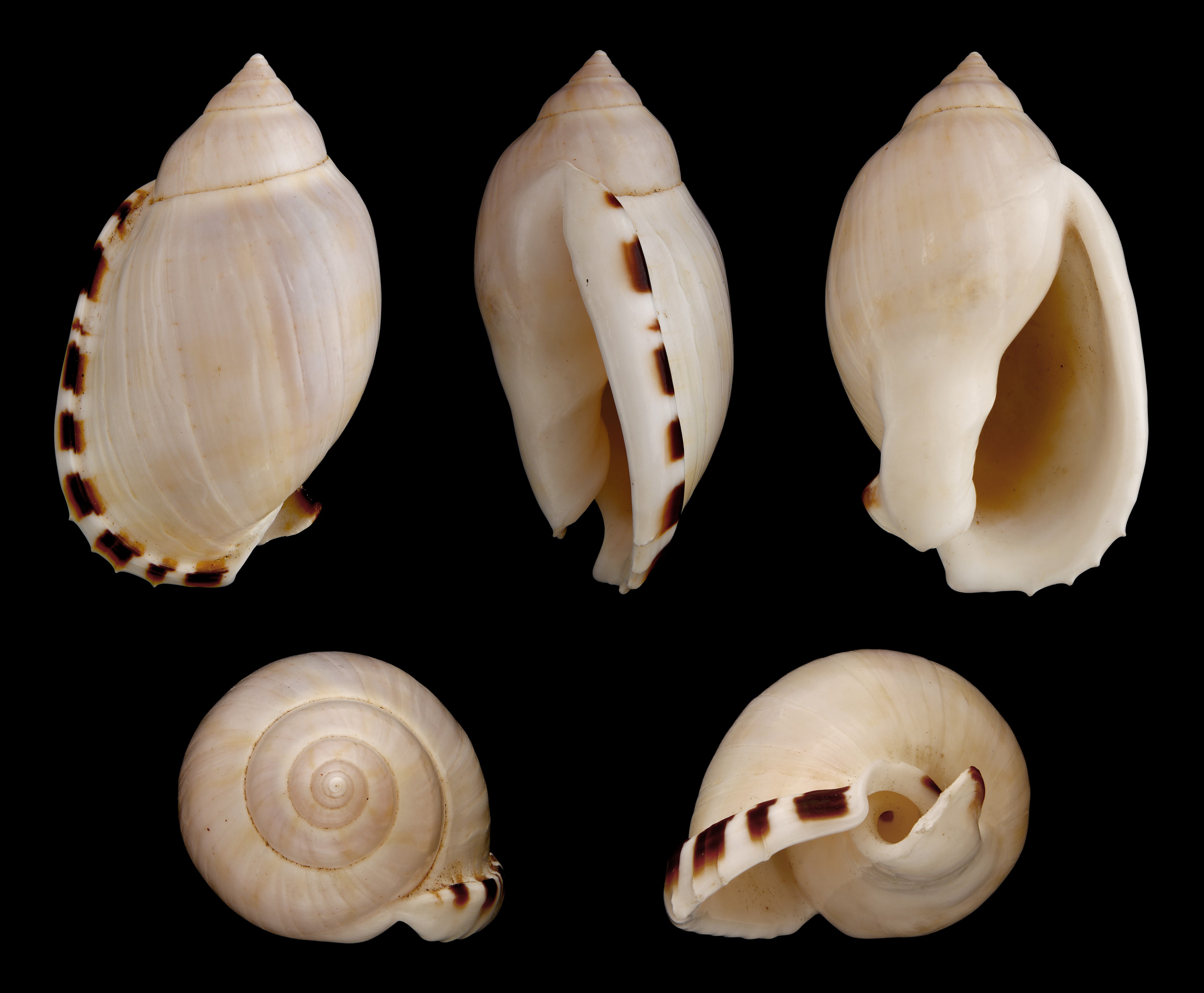 Casmaria erinaceus 01