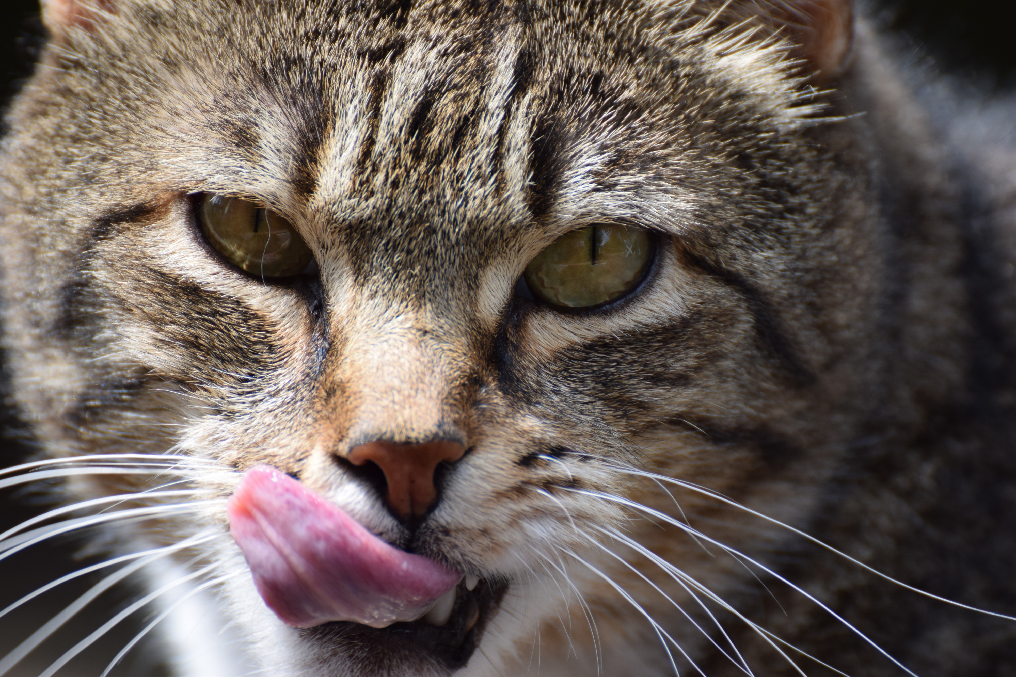Cat face 03