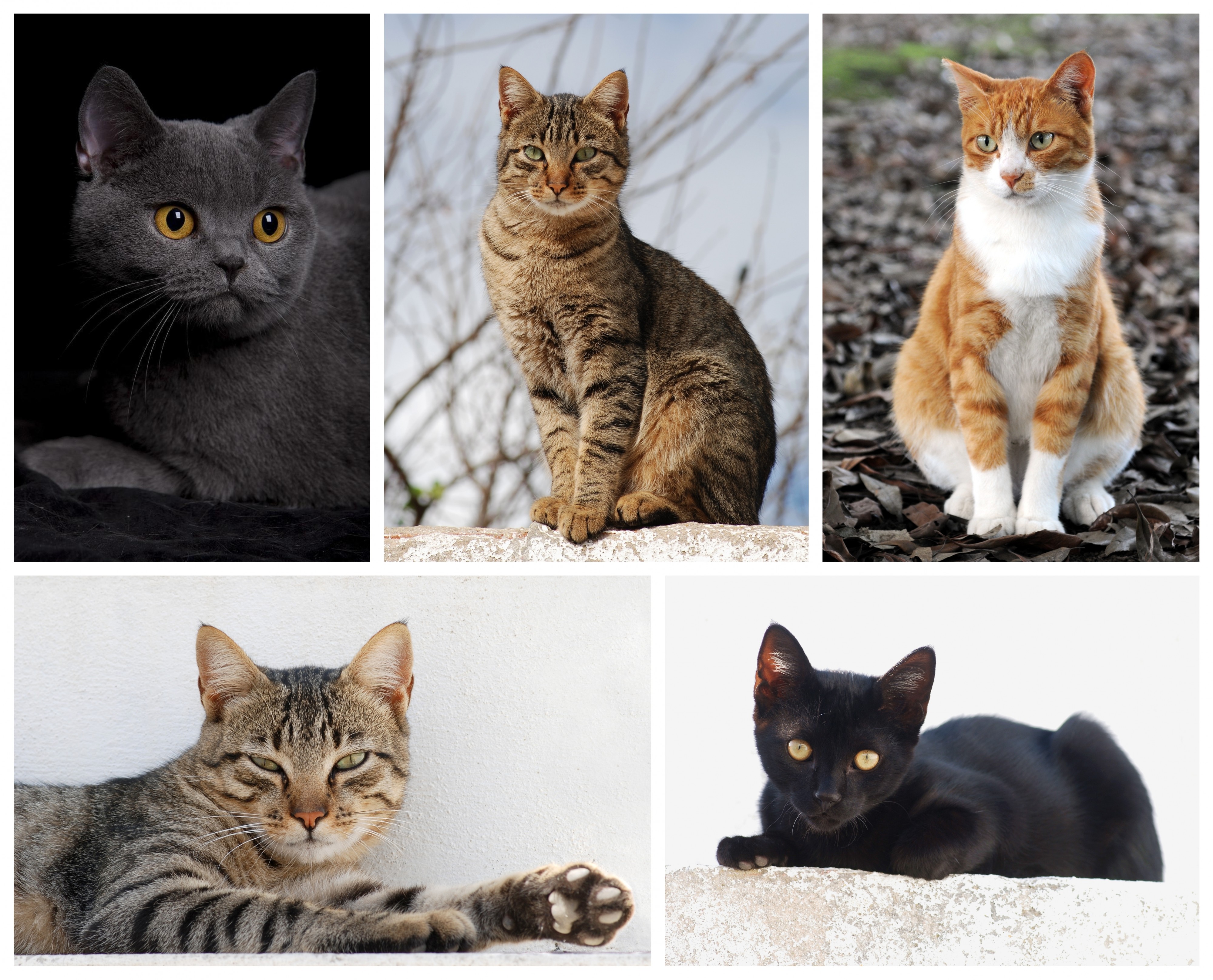 Cat poster 2