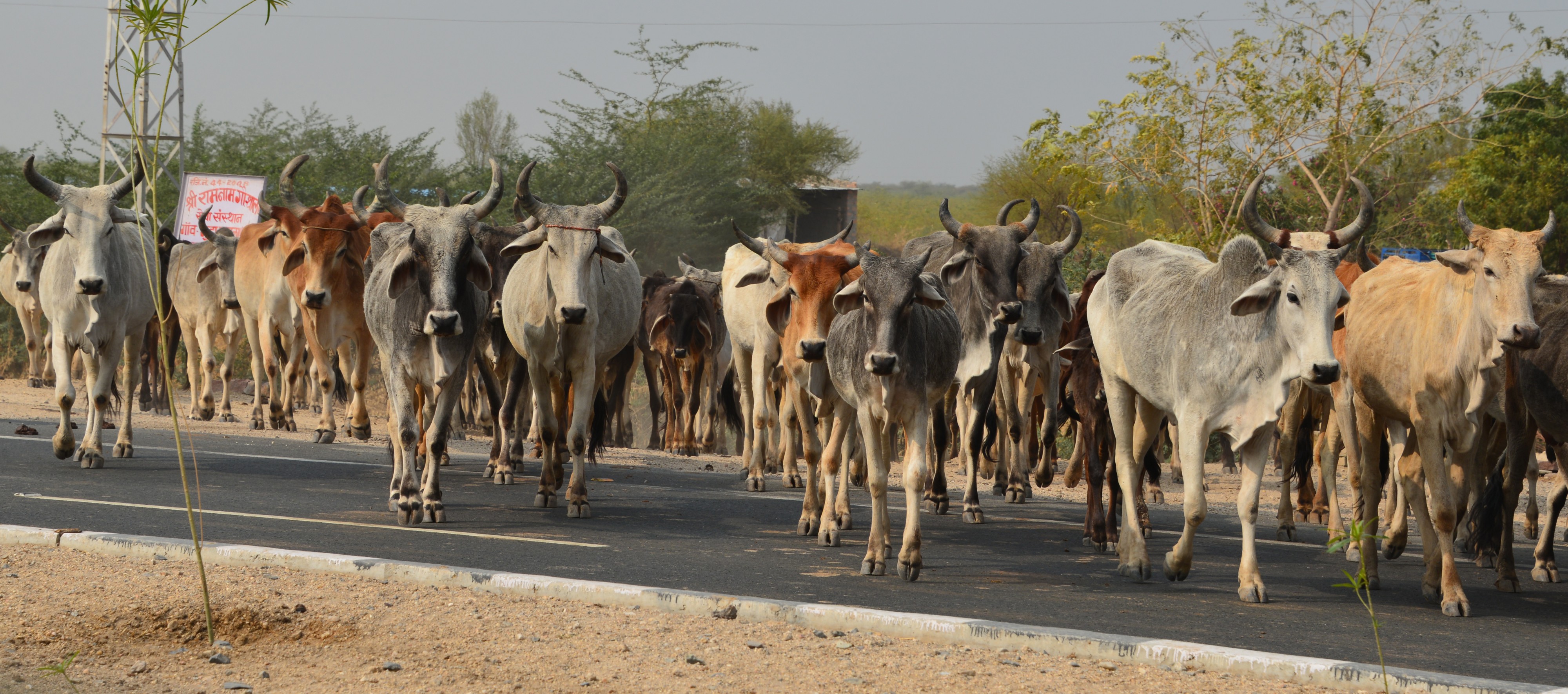 Cattle in India