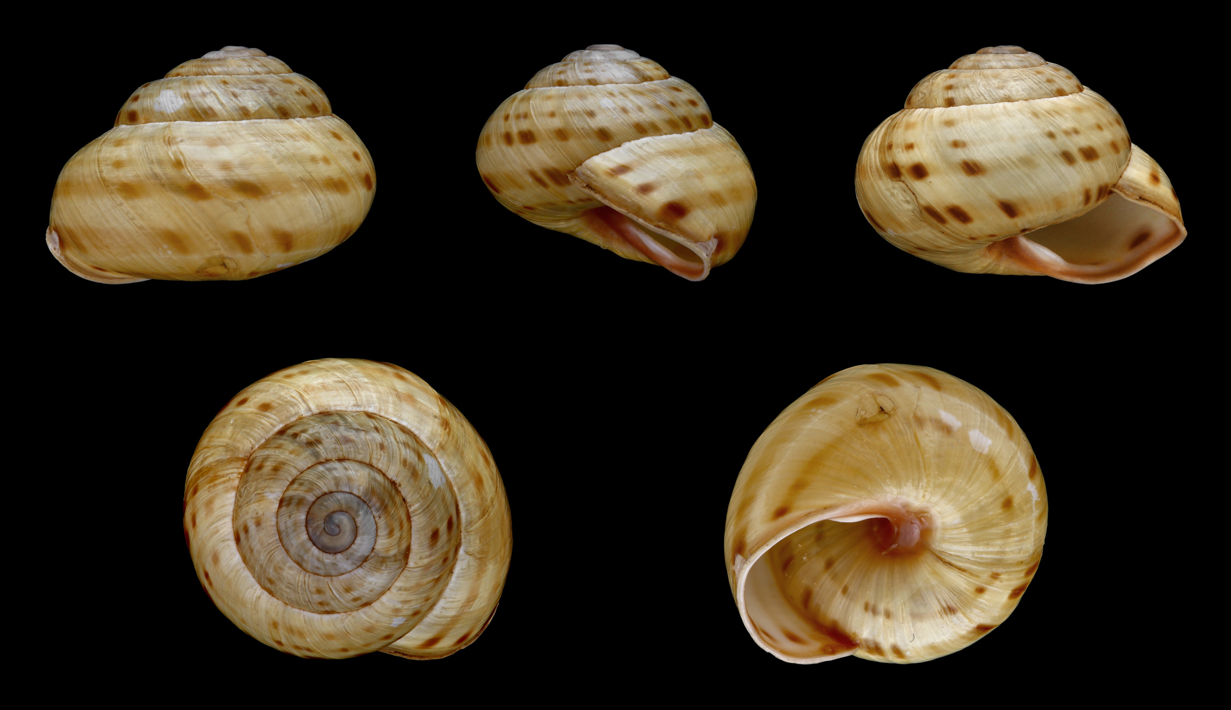 Cepaea sylvatica 01