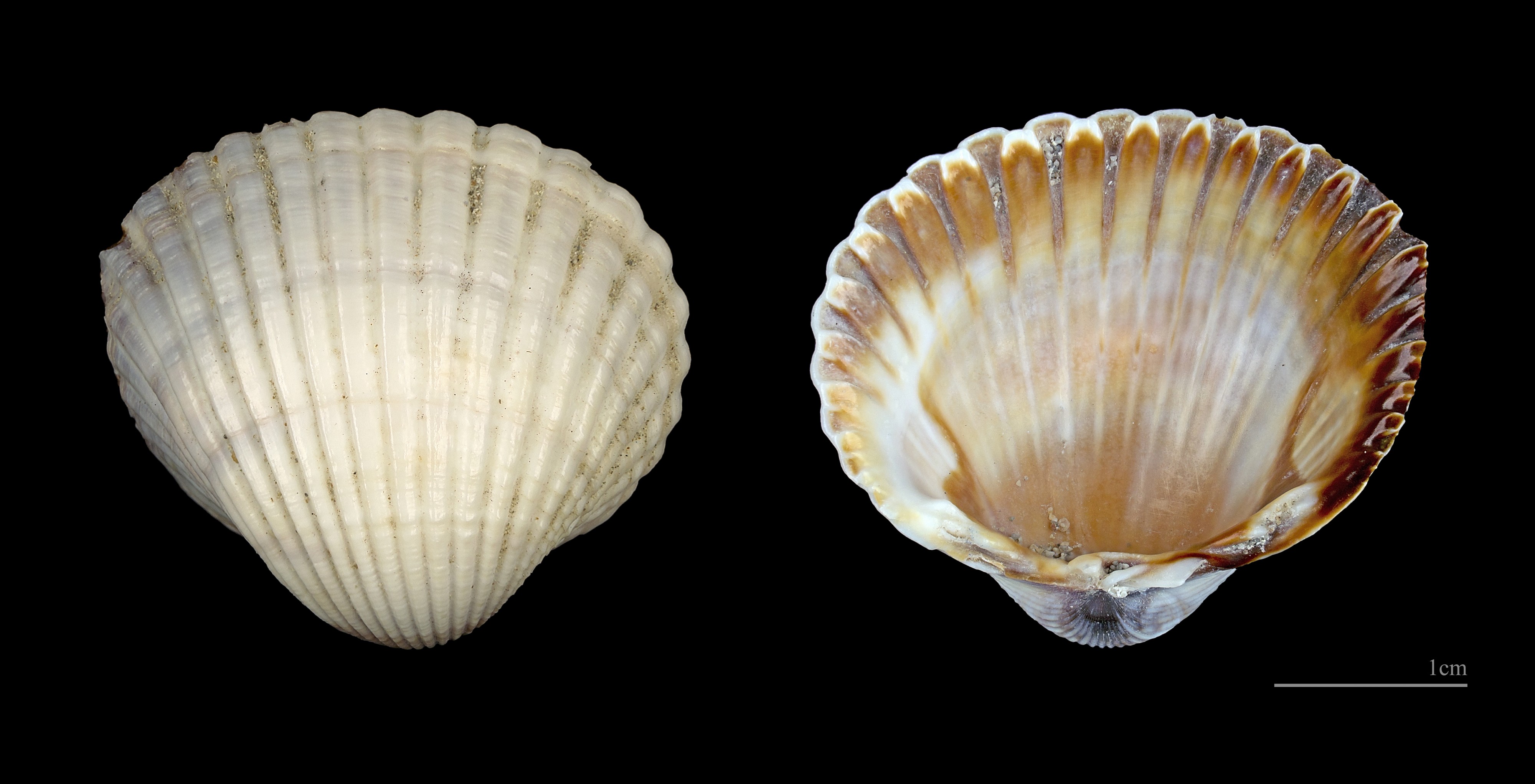 Cerastoderma glaucum MHNT 1