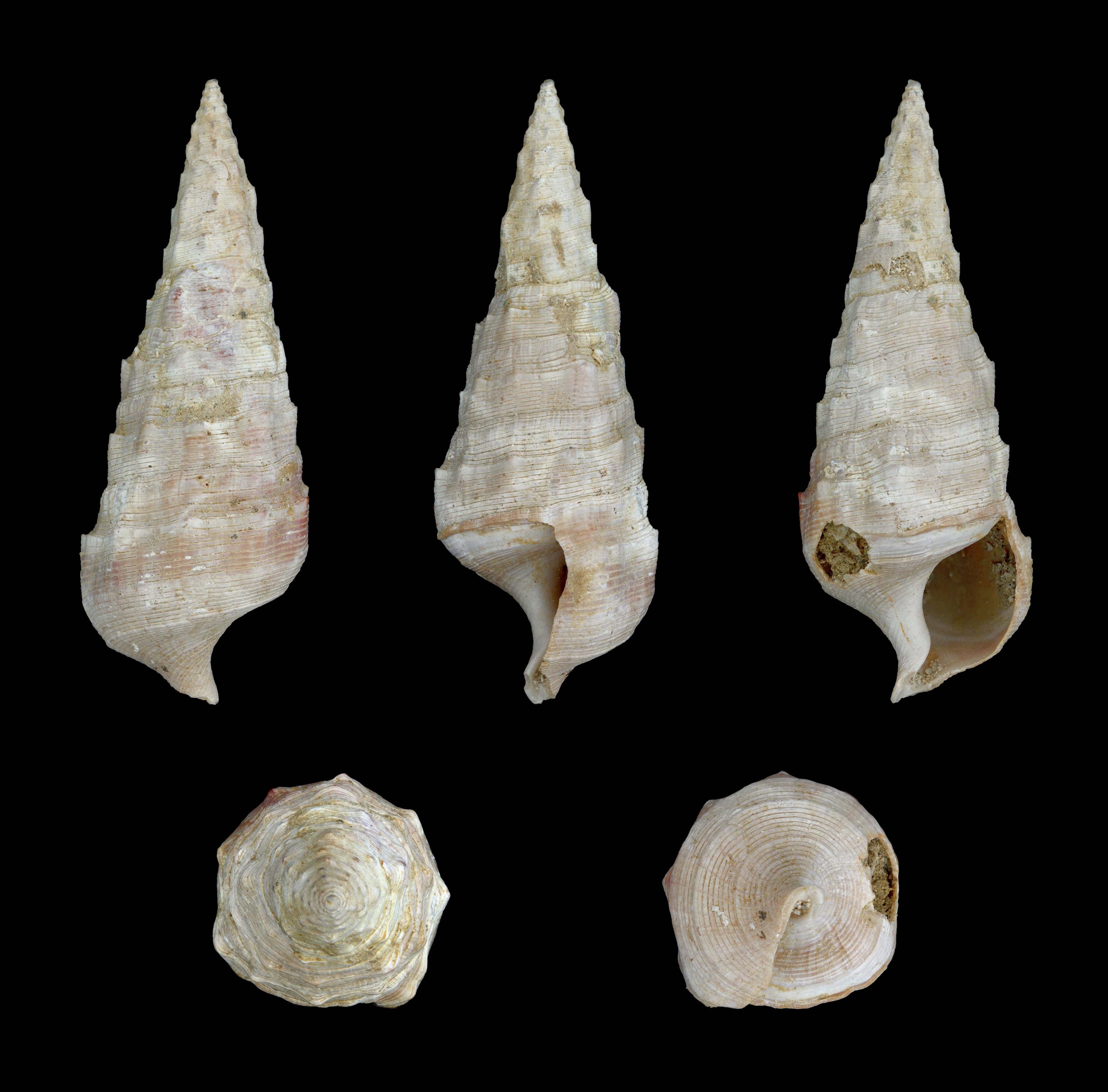 Cerithium varicosum 01