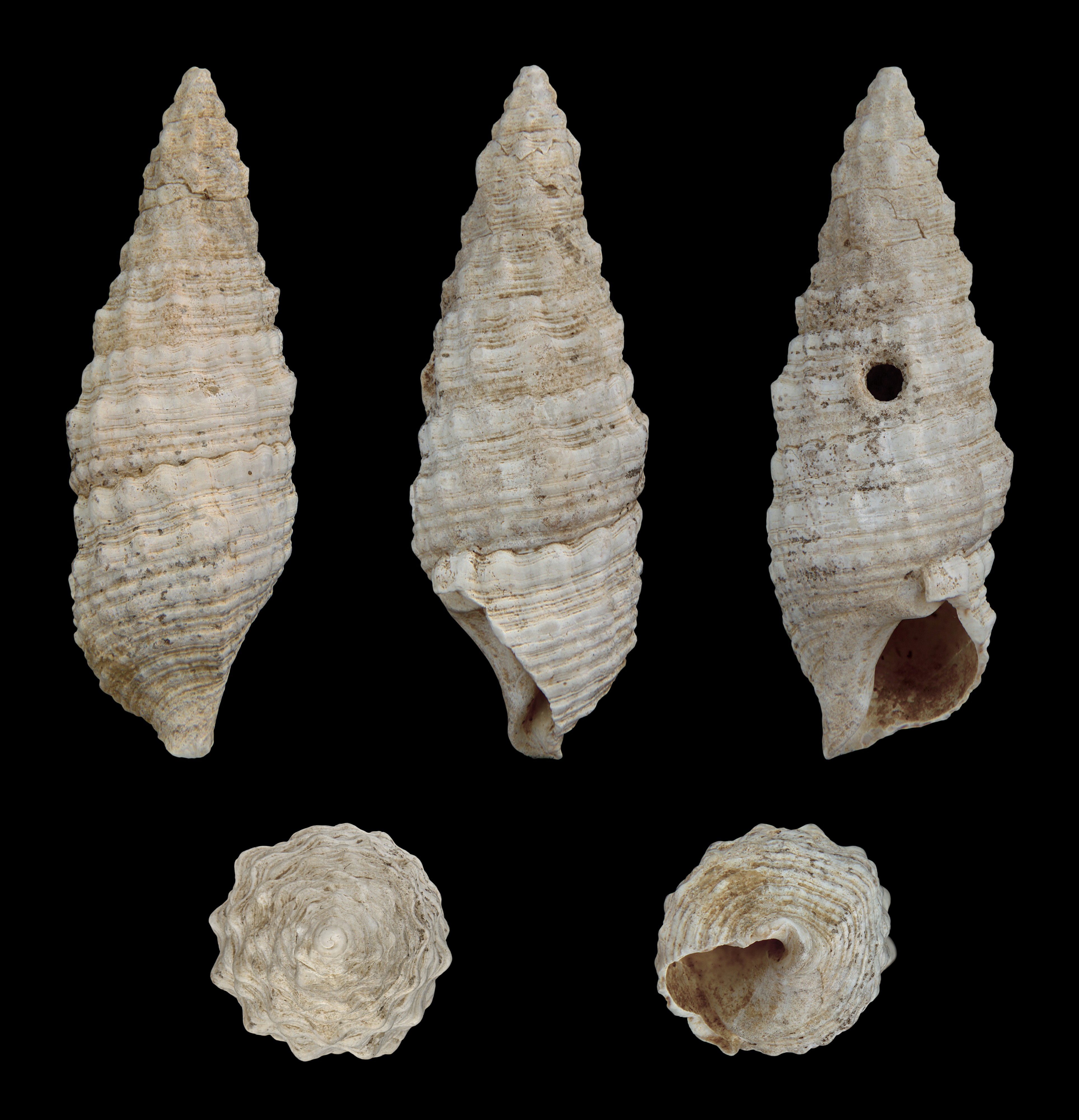 Cerithium vulgatum 01