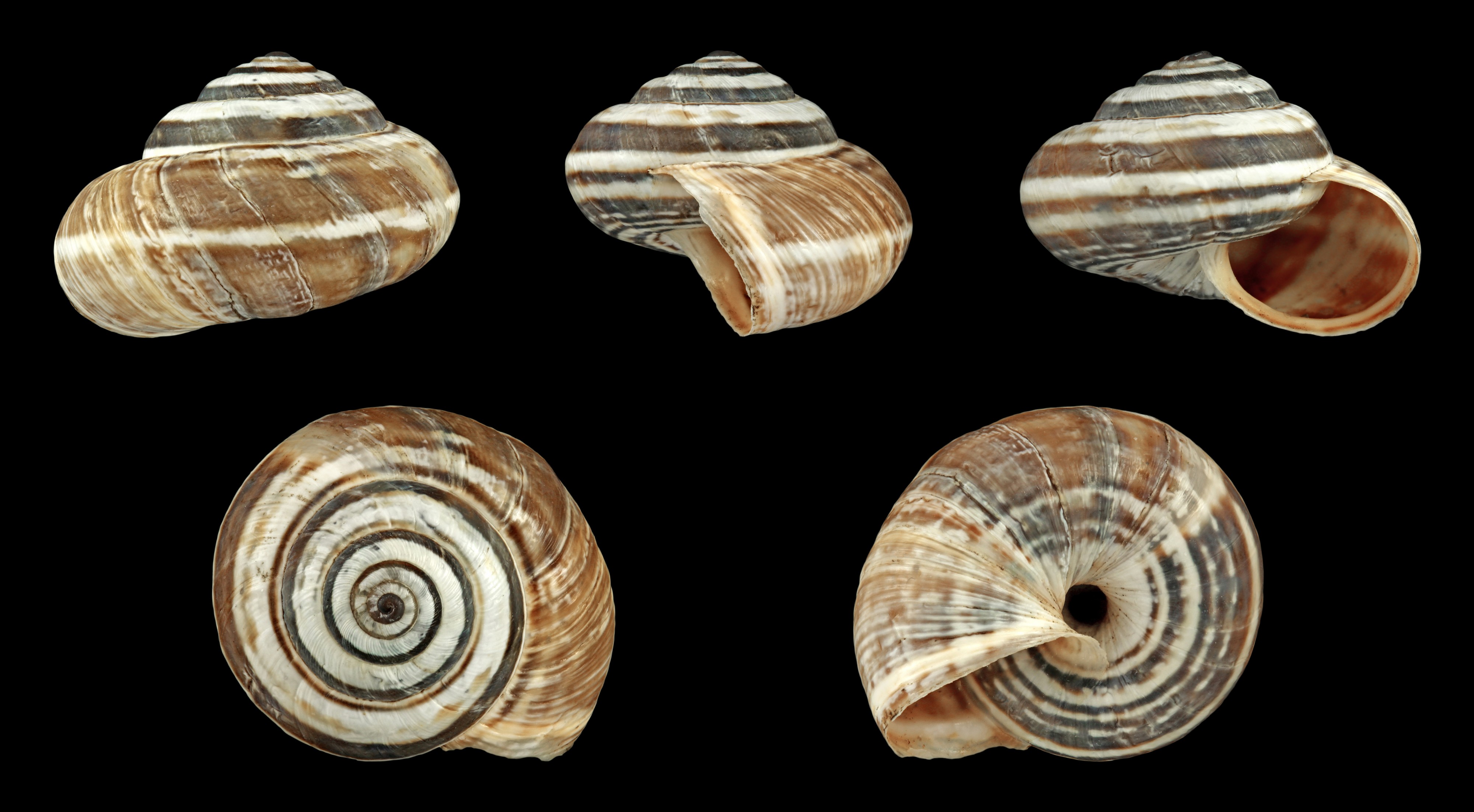 Cernuella virgata 01