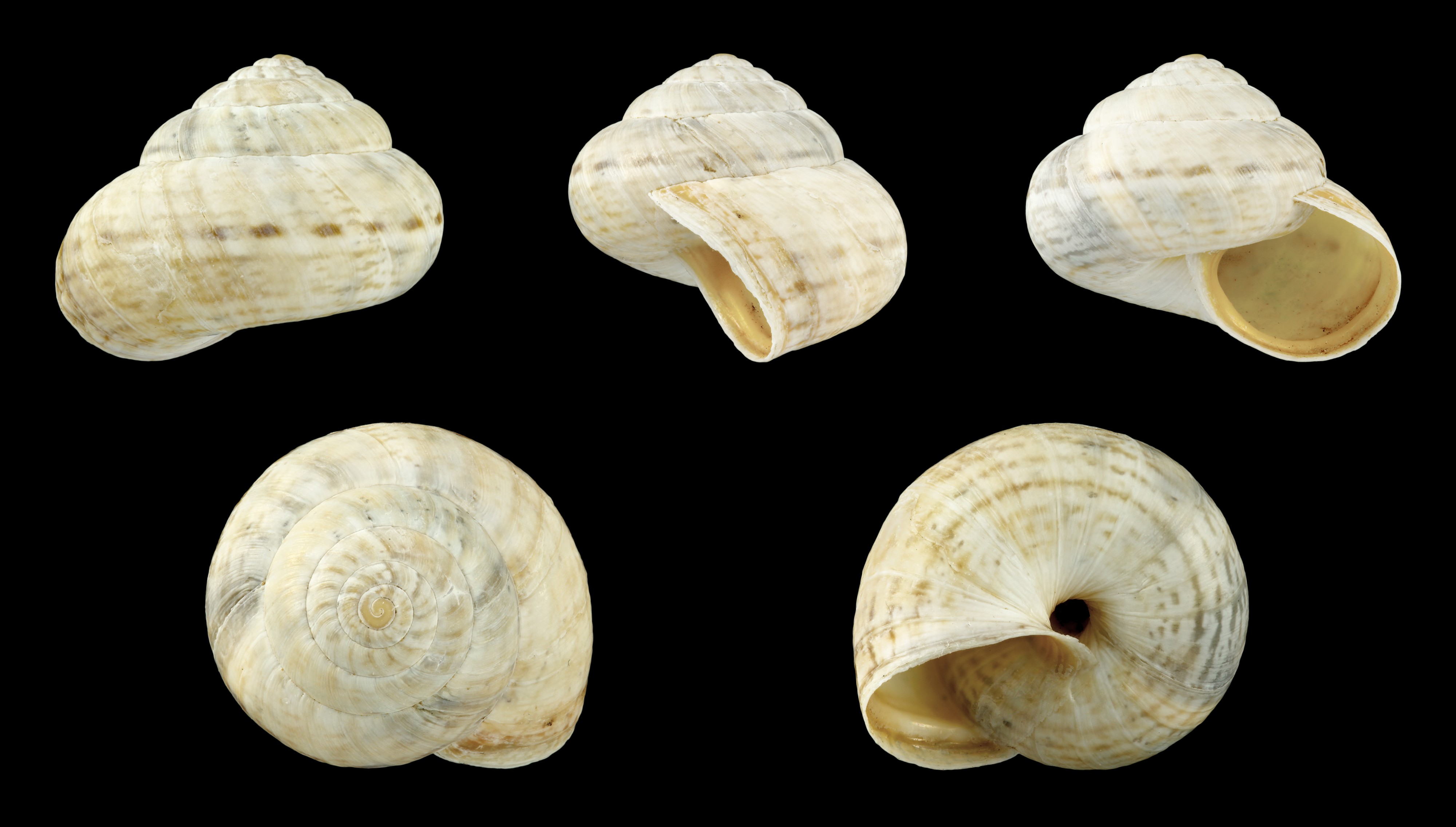Cernuella virgata 02