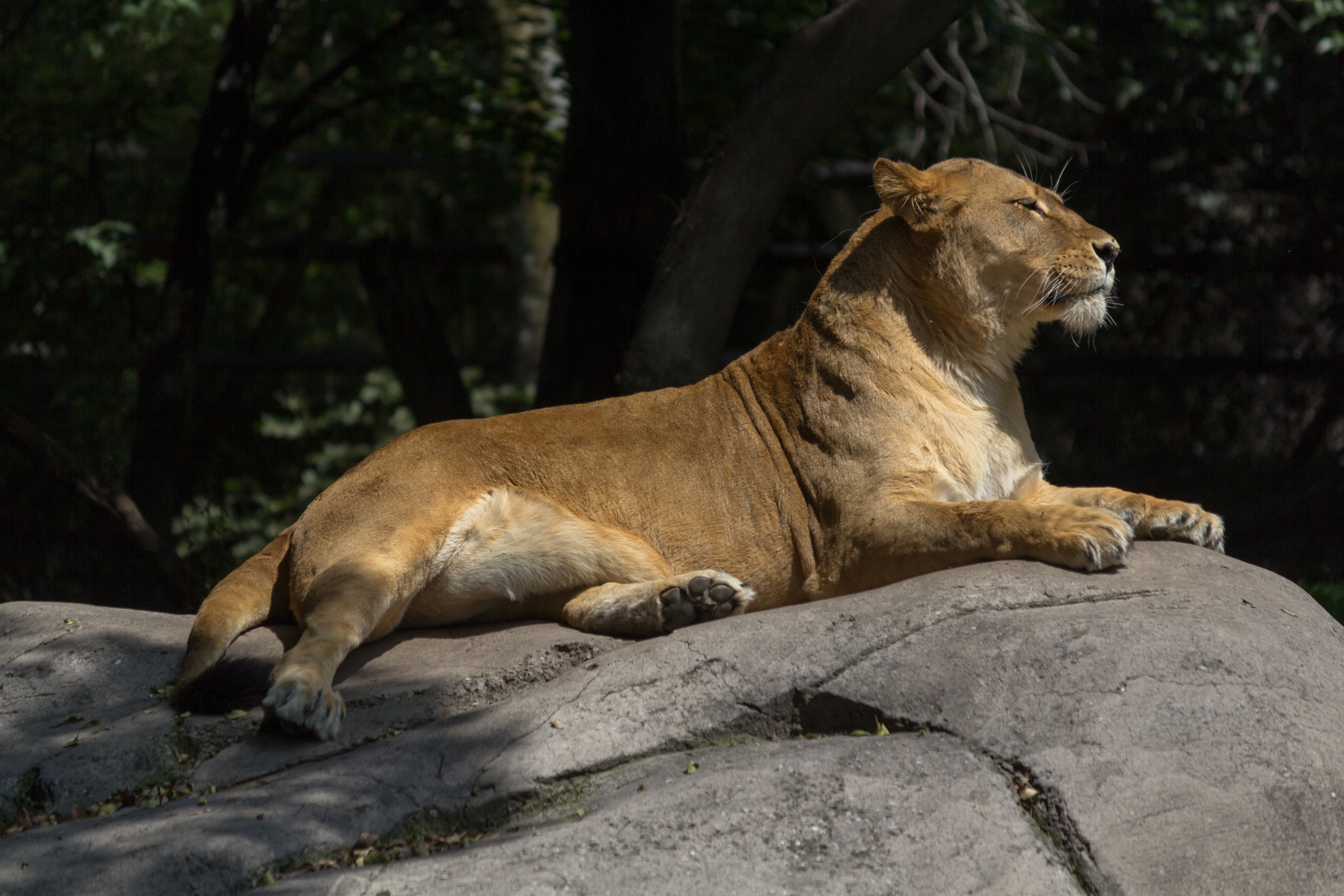 Chapultepec Zoo - African lion (06)