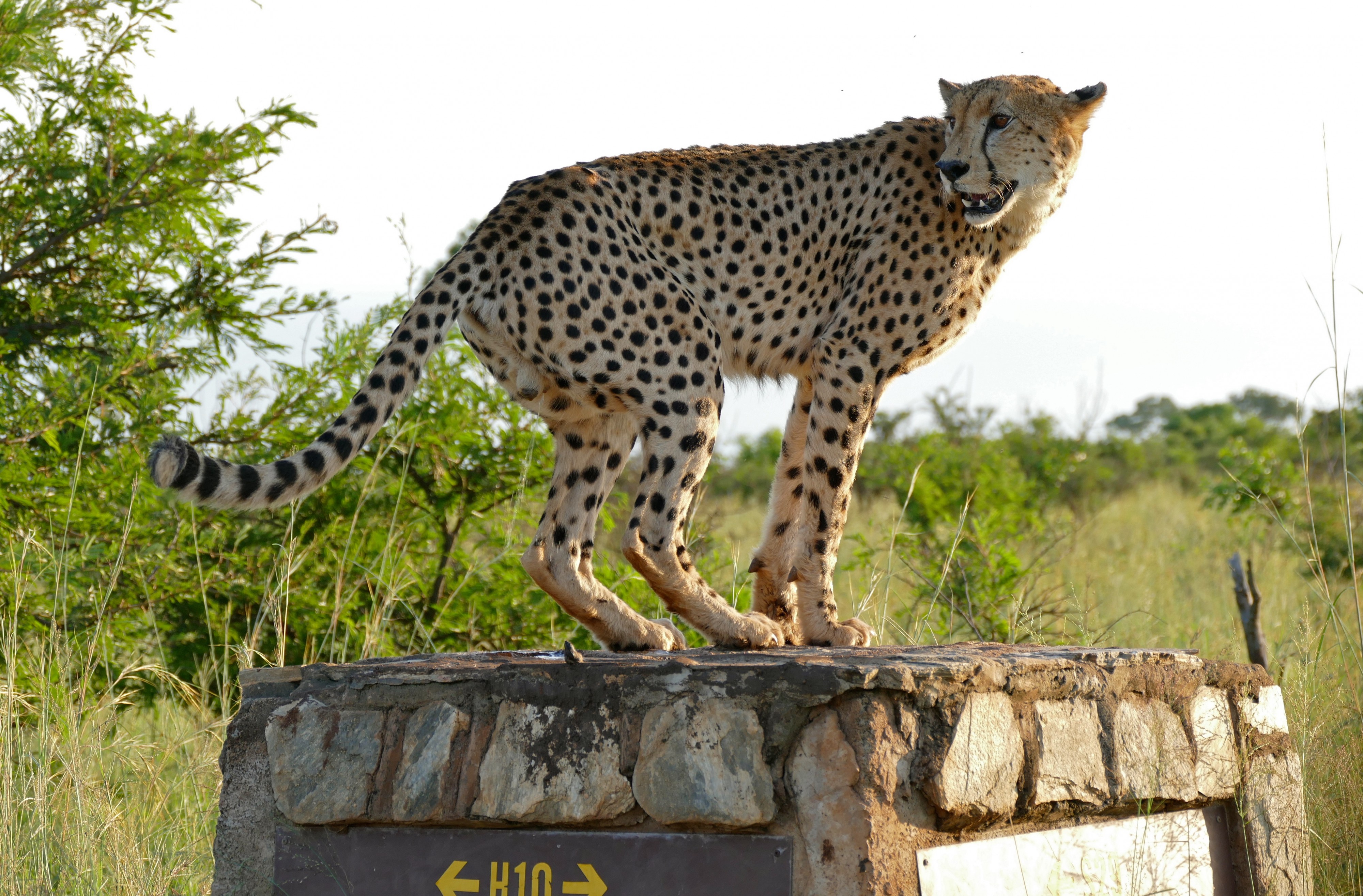 Cheetah (Acinonyx jubatus) marking its territory (16717307976)