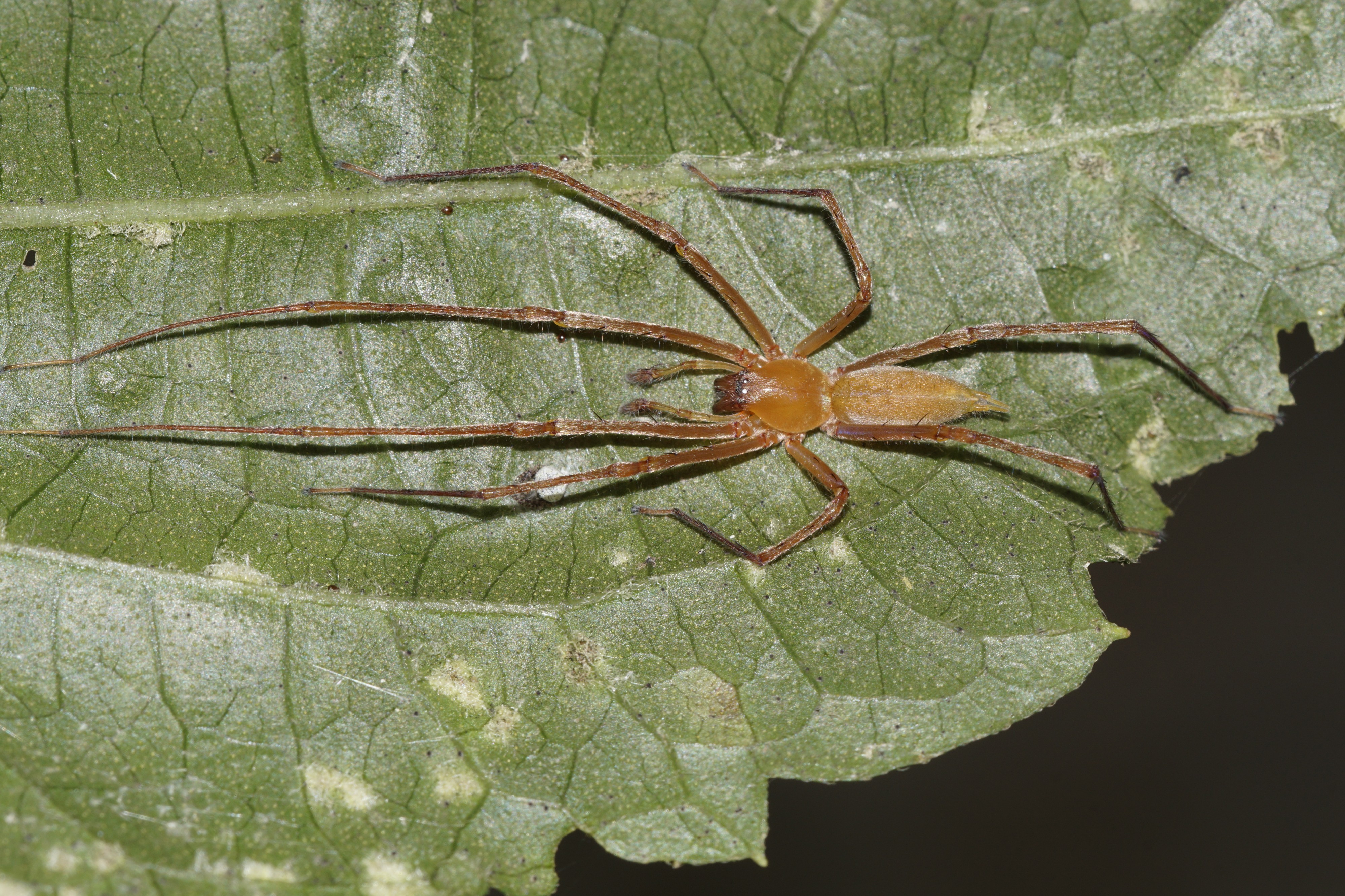 Cheiracanthium danieli 6329