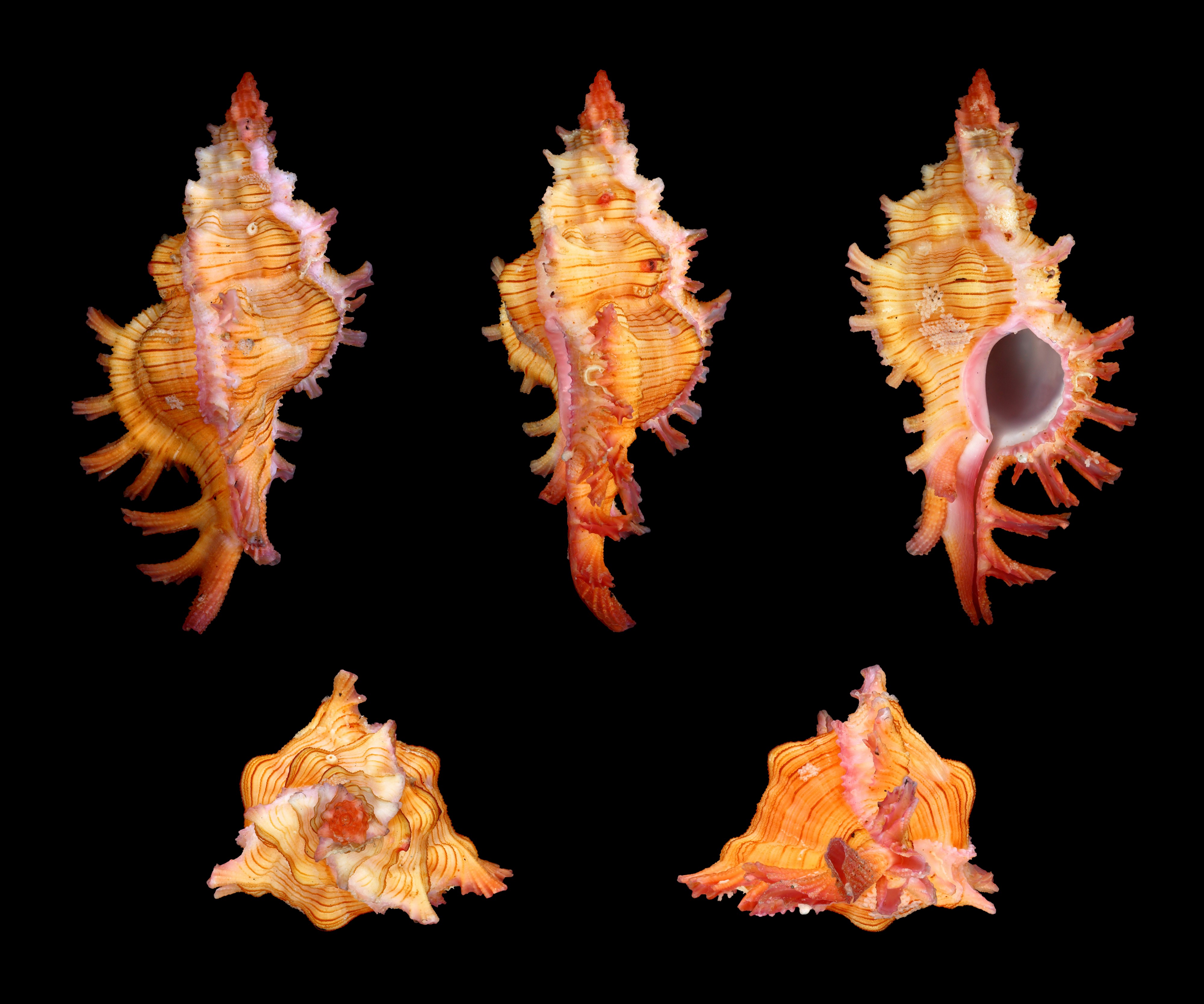 Chicoreus aculeatus 01