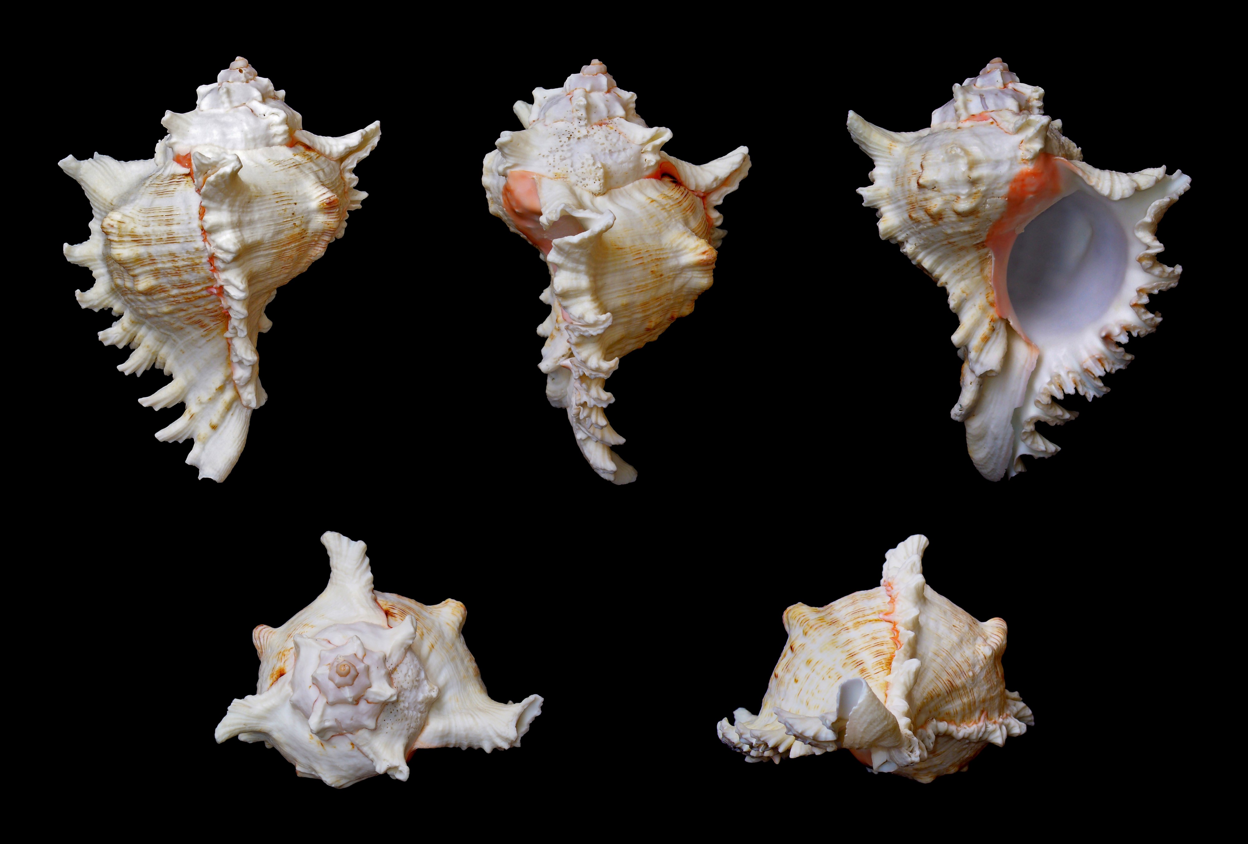 Chicoreus ramosus 001