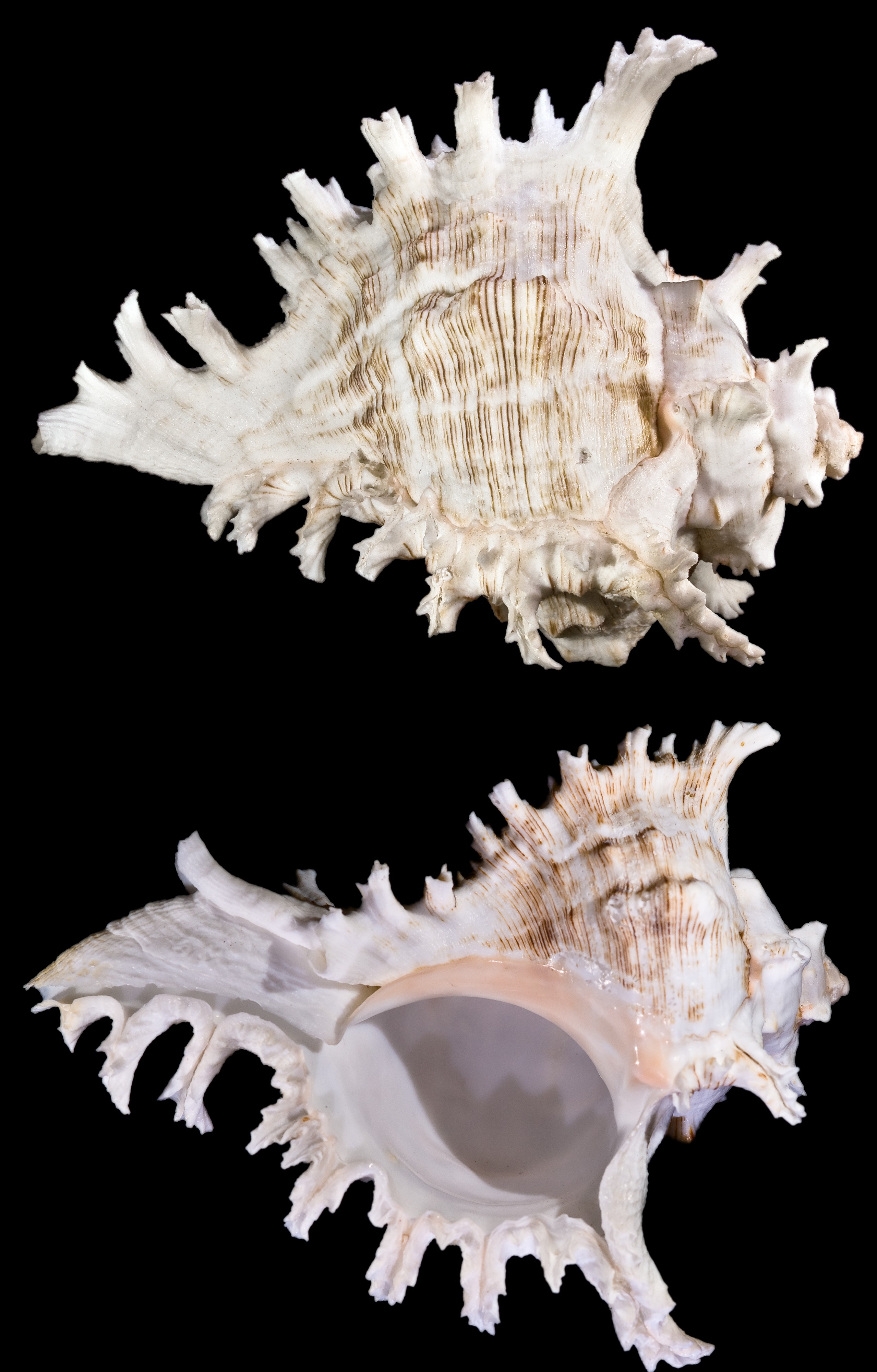 Chicoreus ramosus Profils