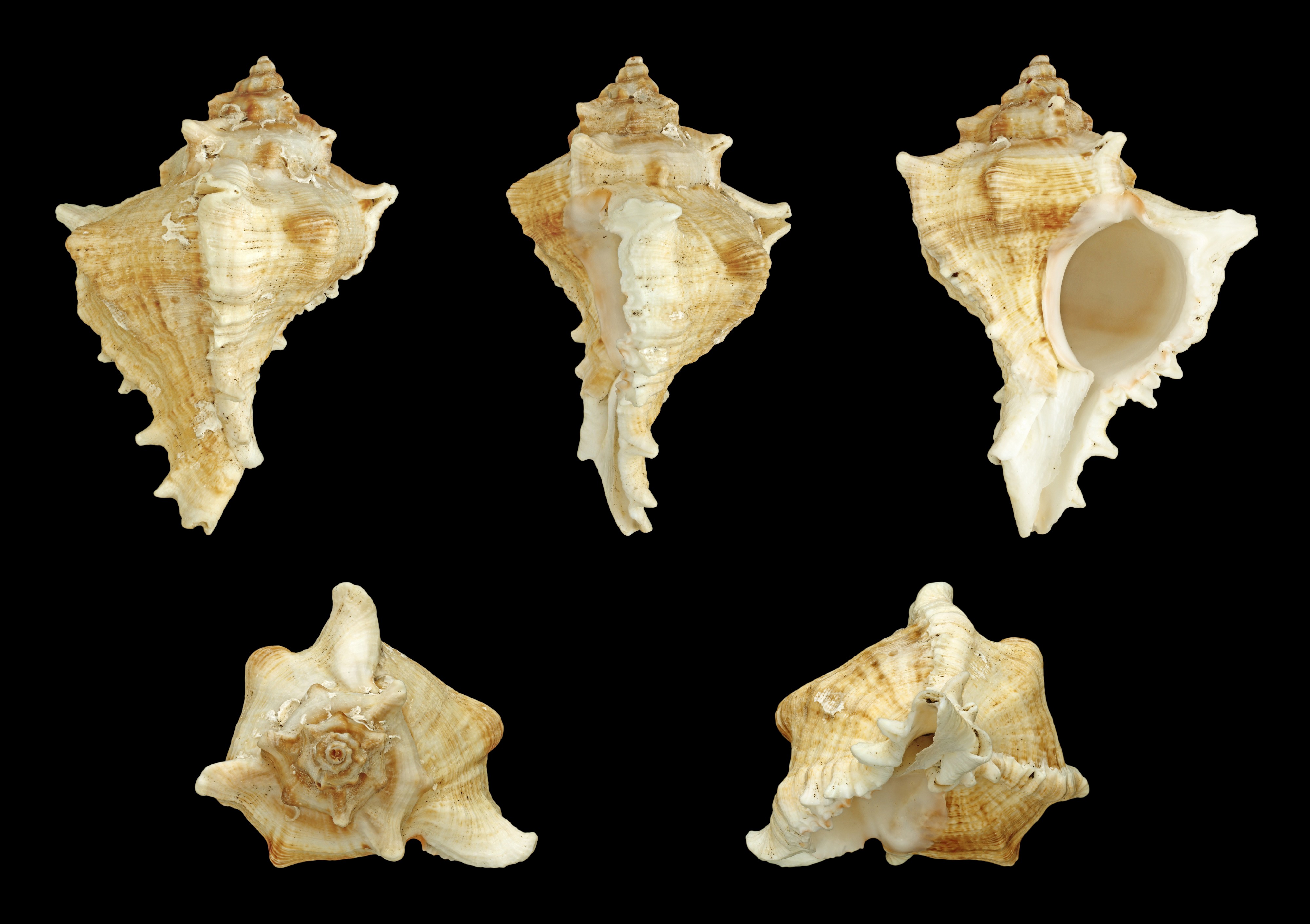 Chicoreus virgineus 01