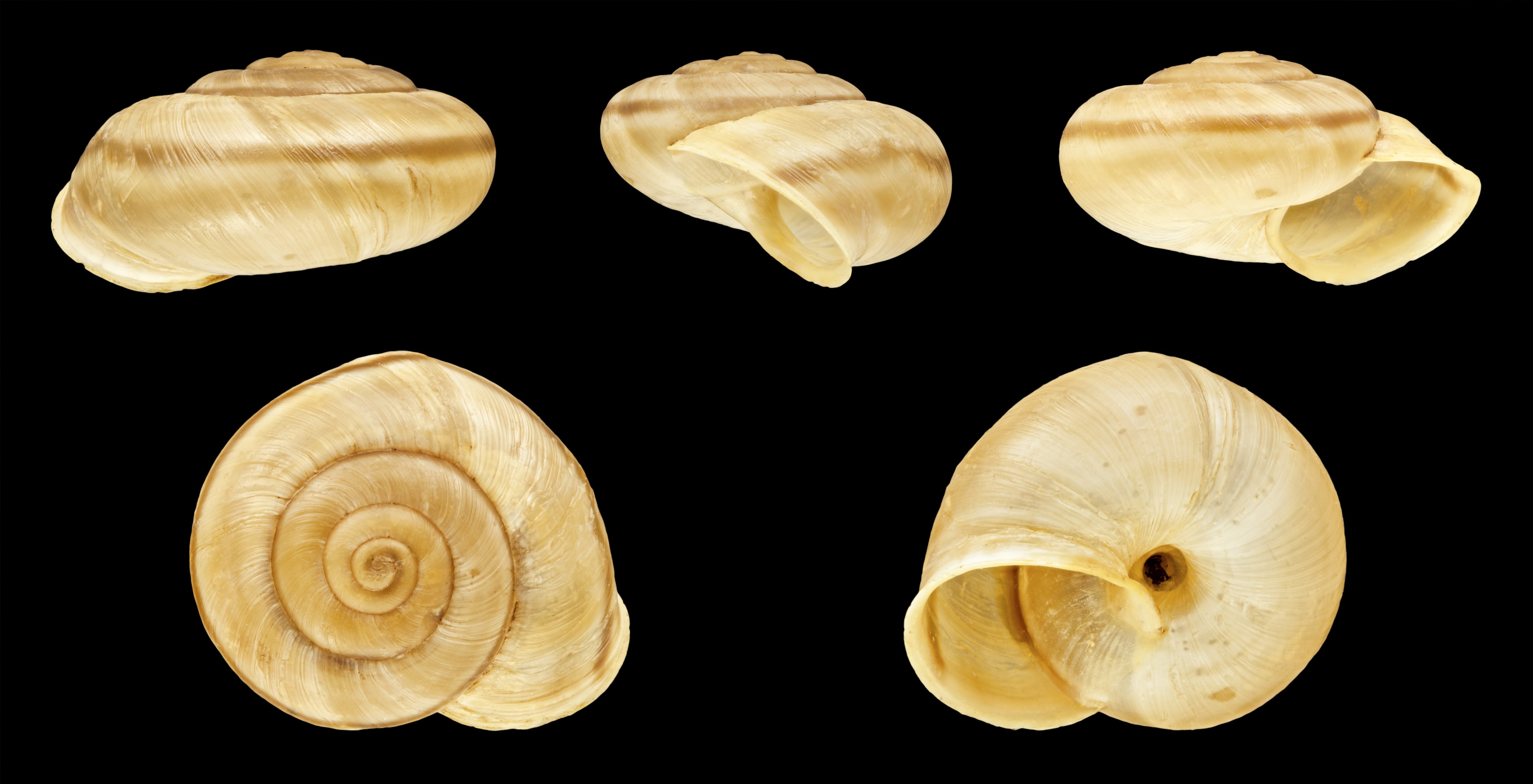 Chilostoma cingulatum preslii 01