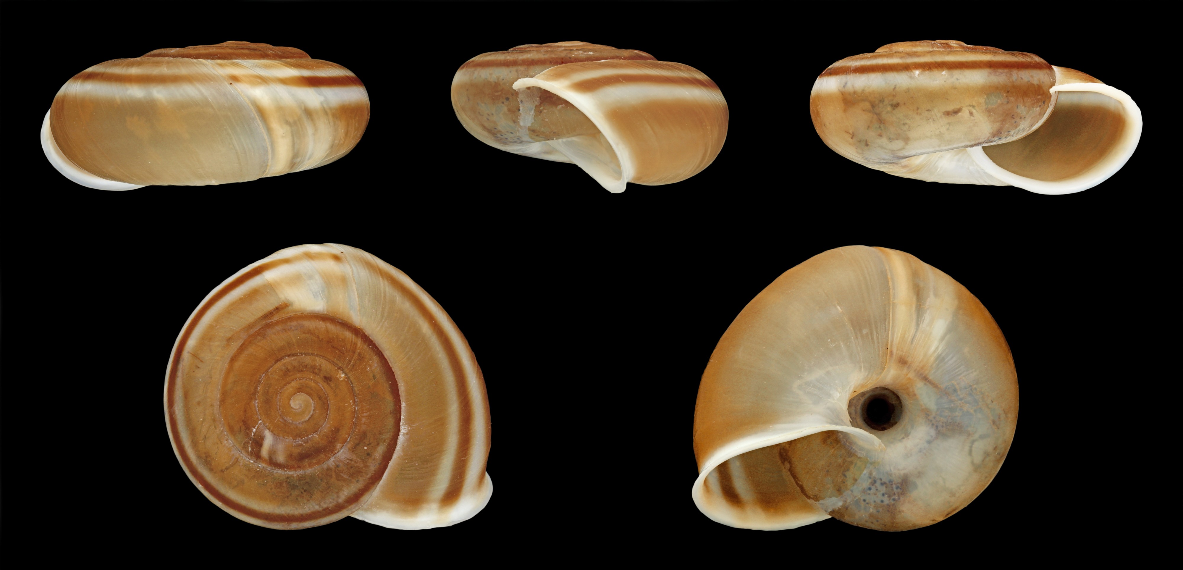 Chilostoma illyricum 01