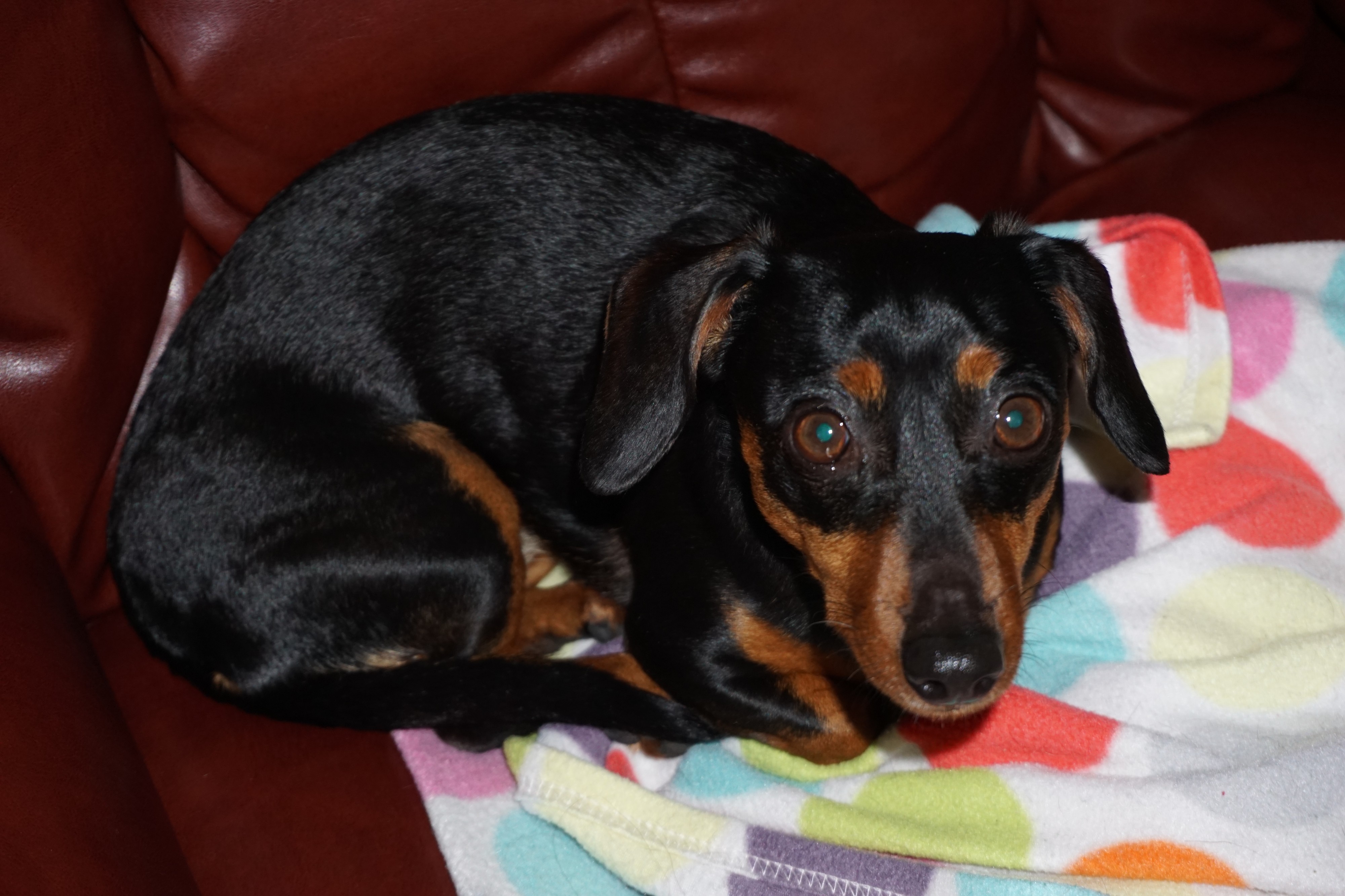 Chiweenie on a couch