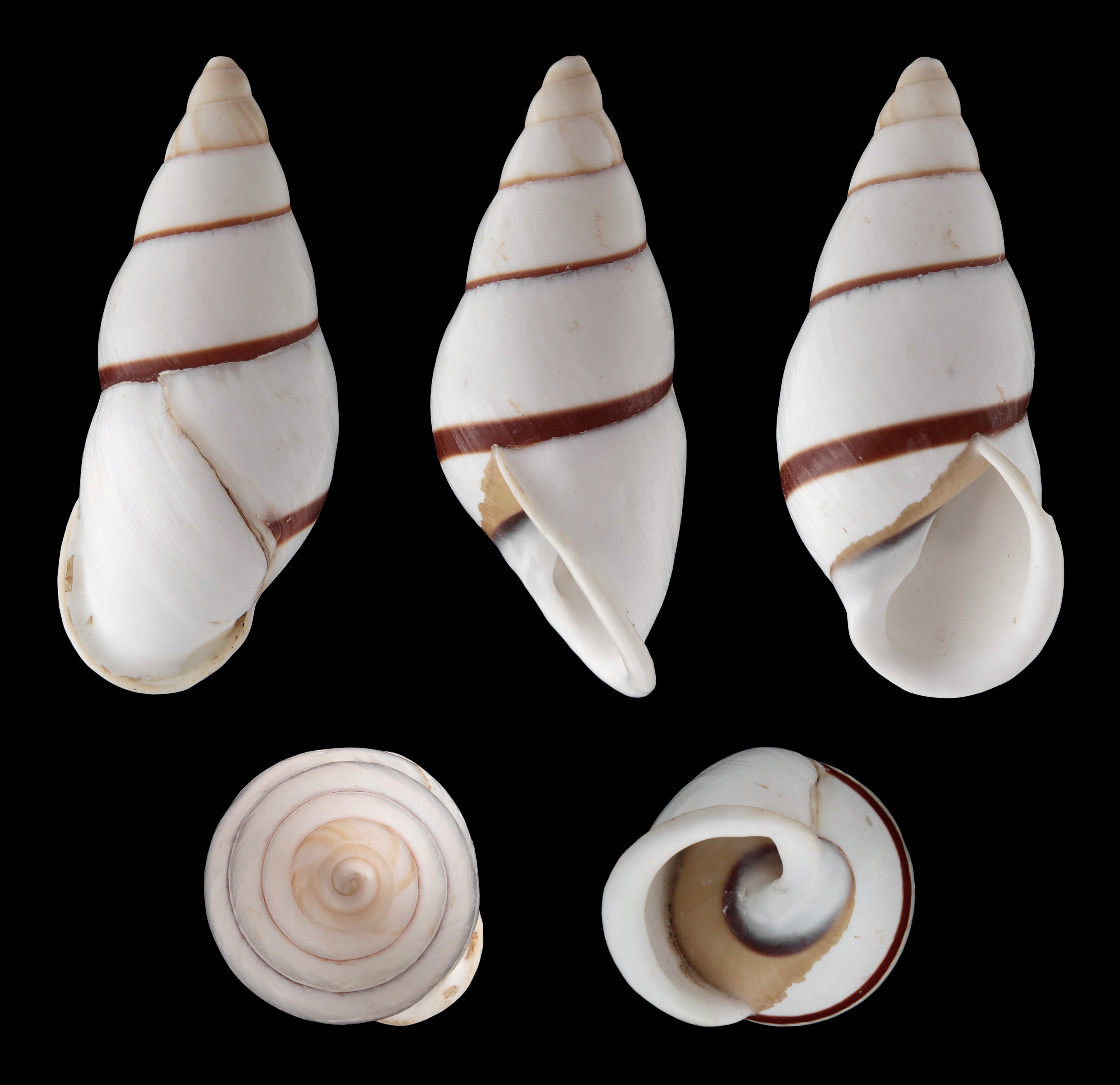 Chrysallis virgata porracea 01