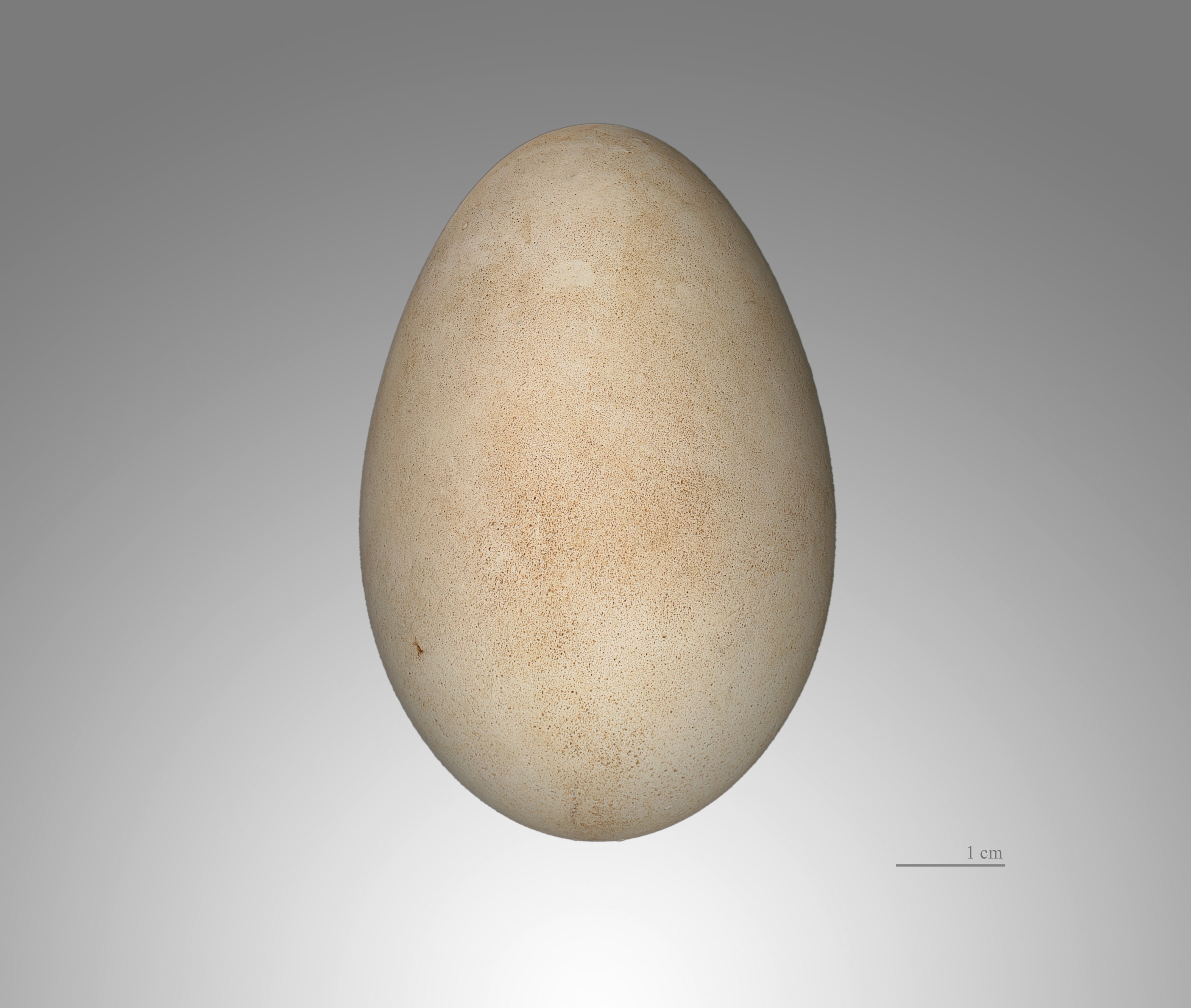 Cigogne blanche MHNT