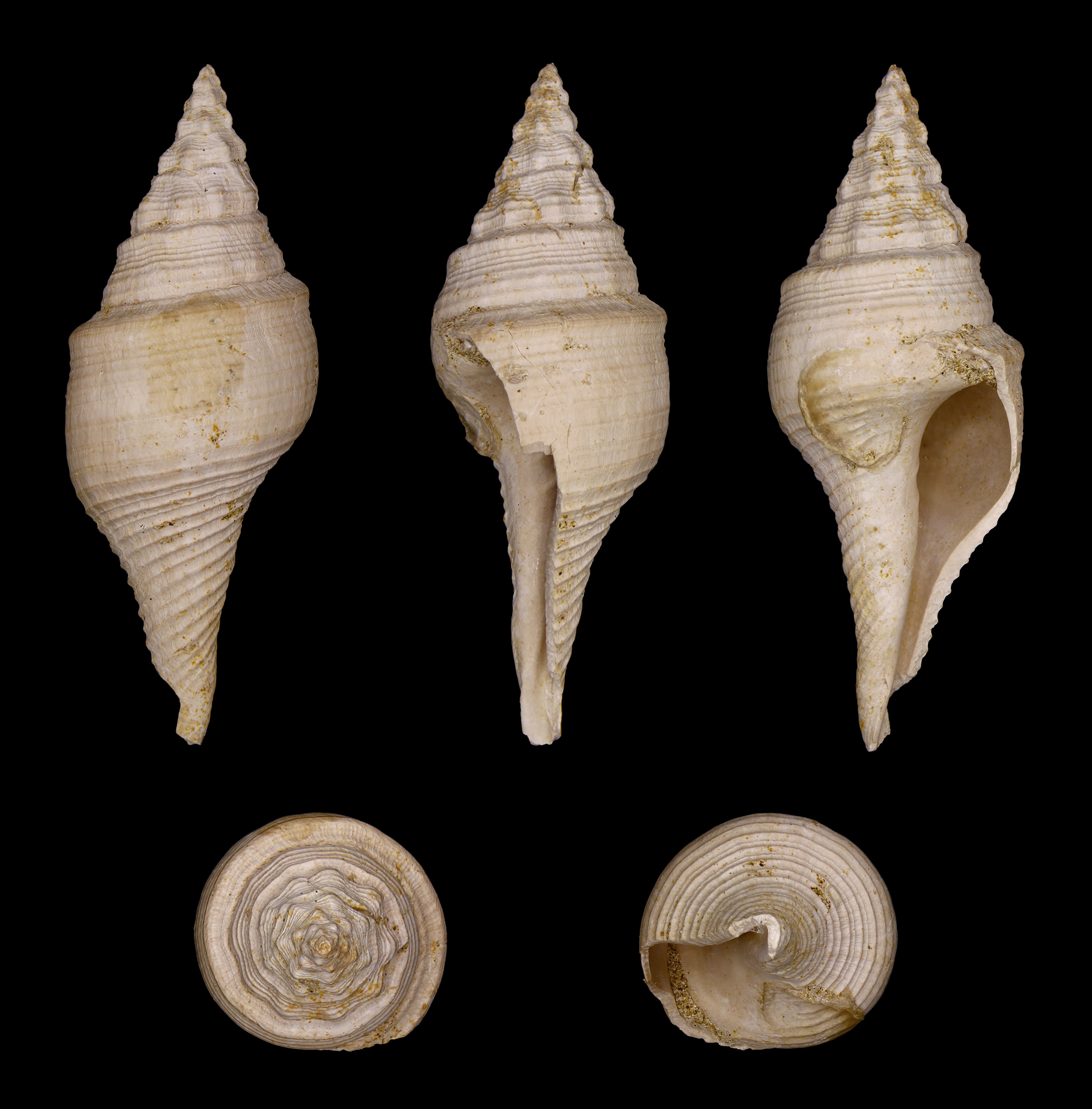 Clavilithes laevigatus 01