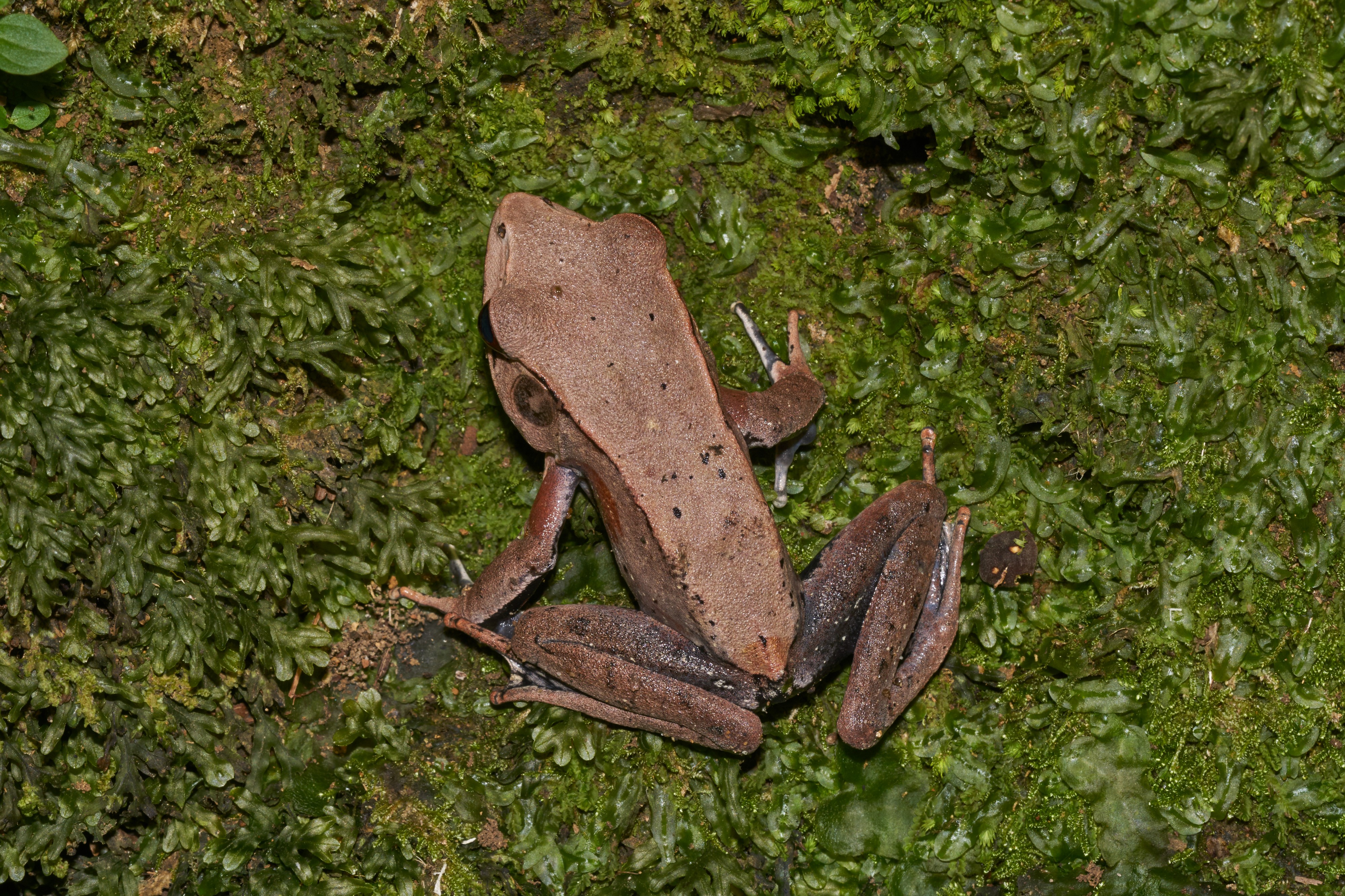 Clinotarsus curtipes-Aralam-2016-10-29-001
