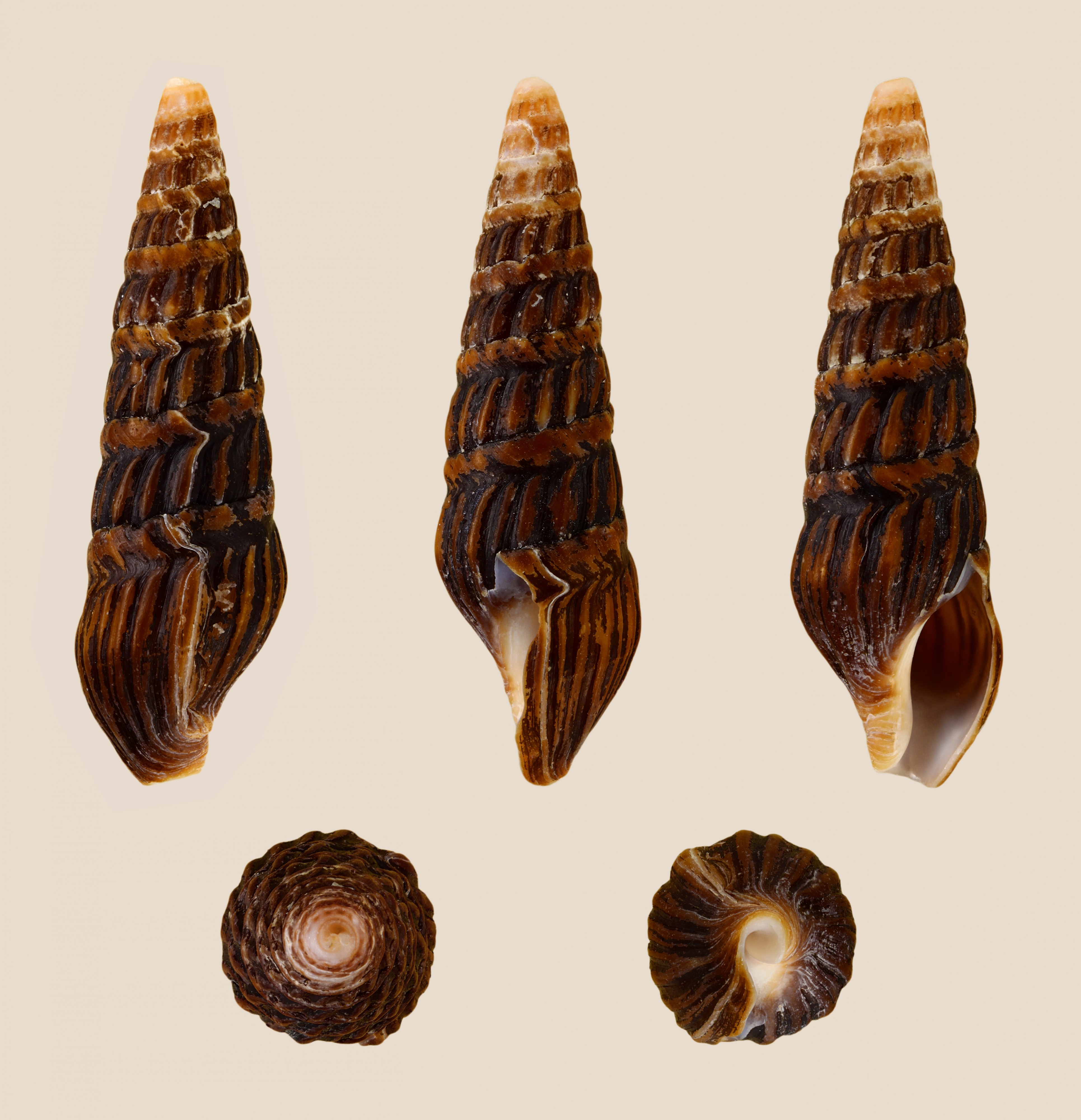 Clionella confusa 02