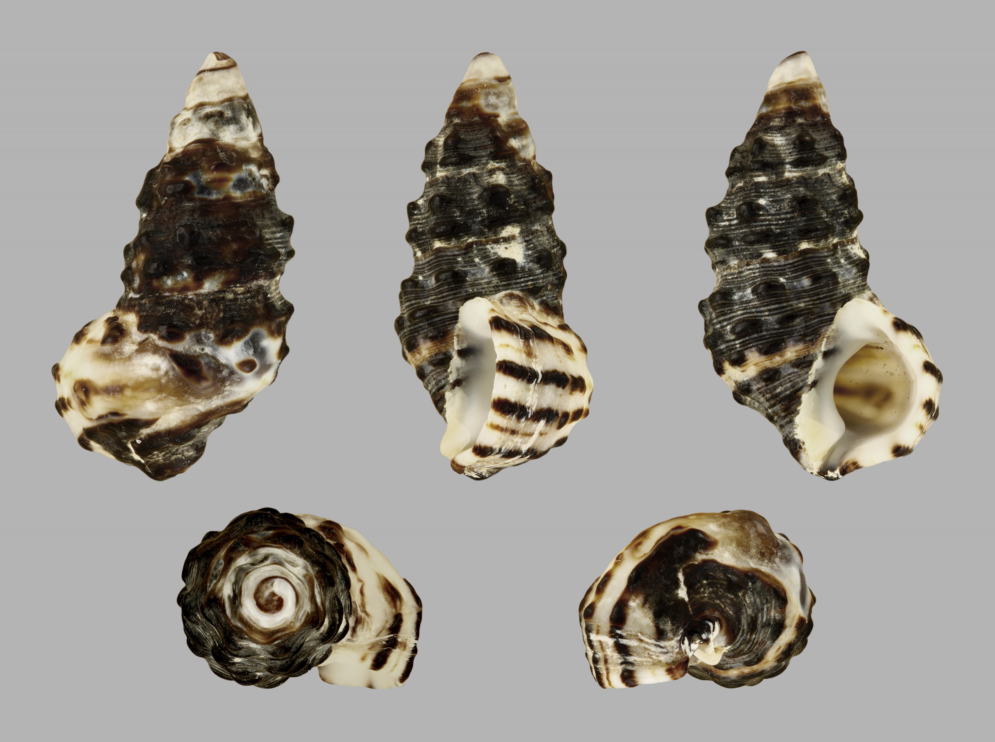 Clypeomorus pellucida 01