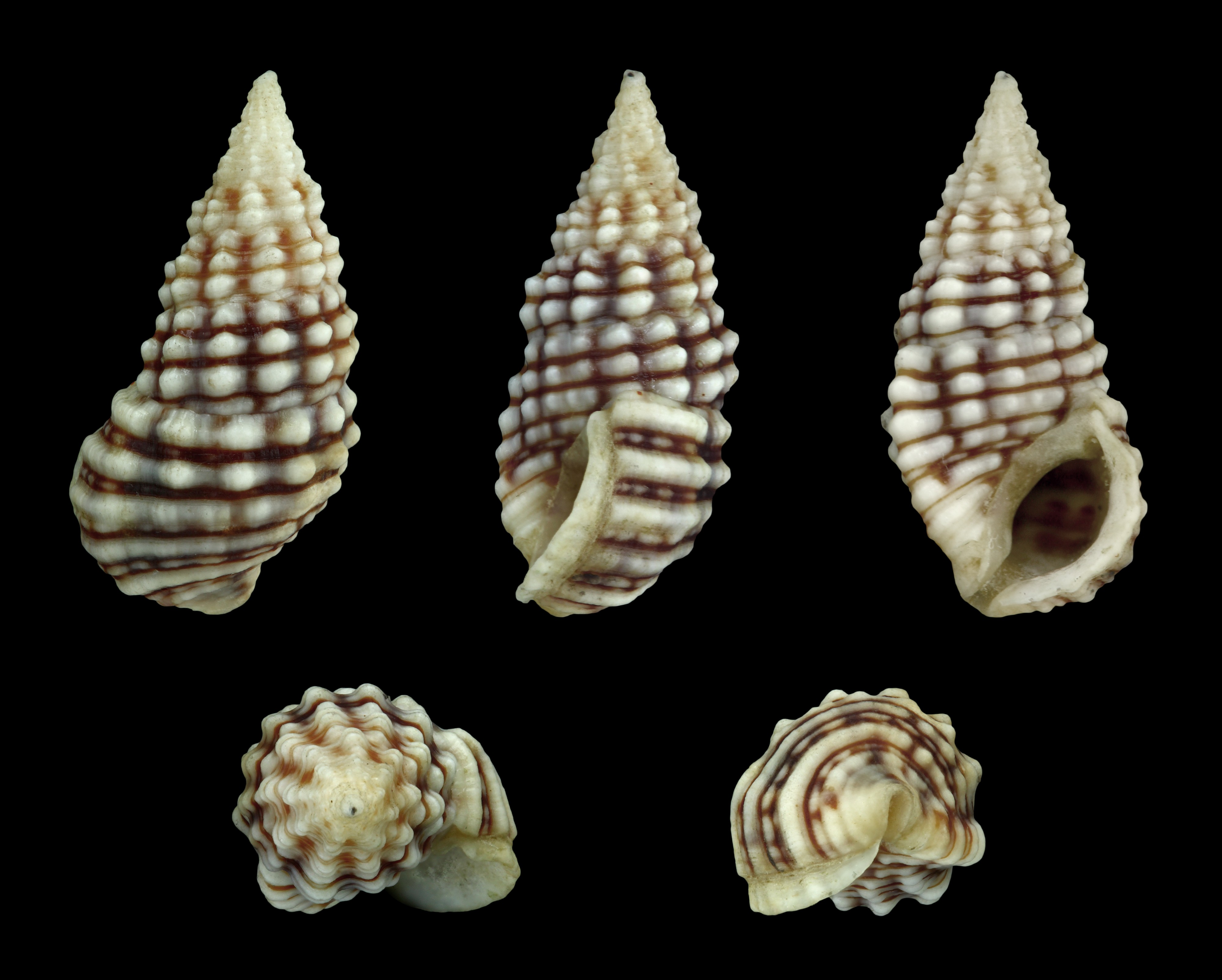 Clypeomorus persica 01