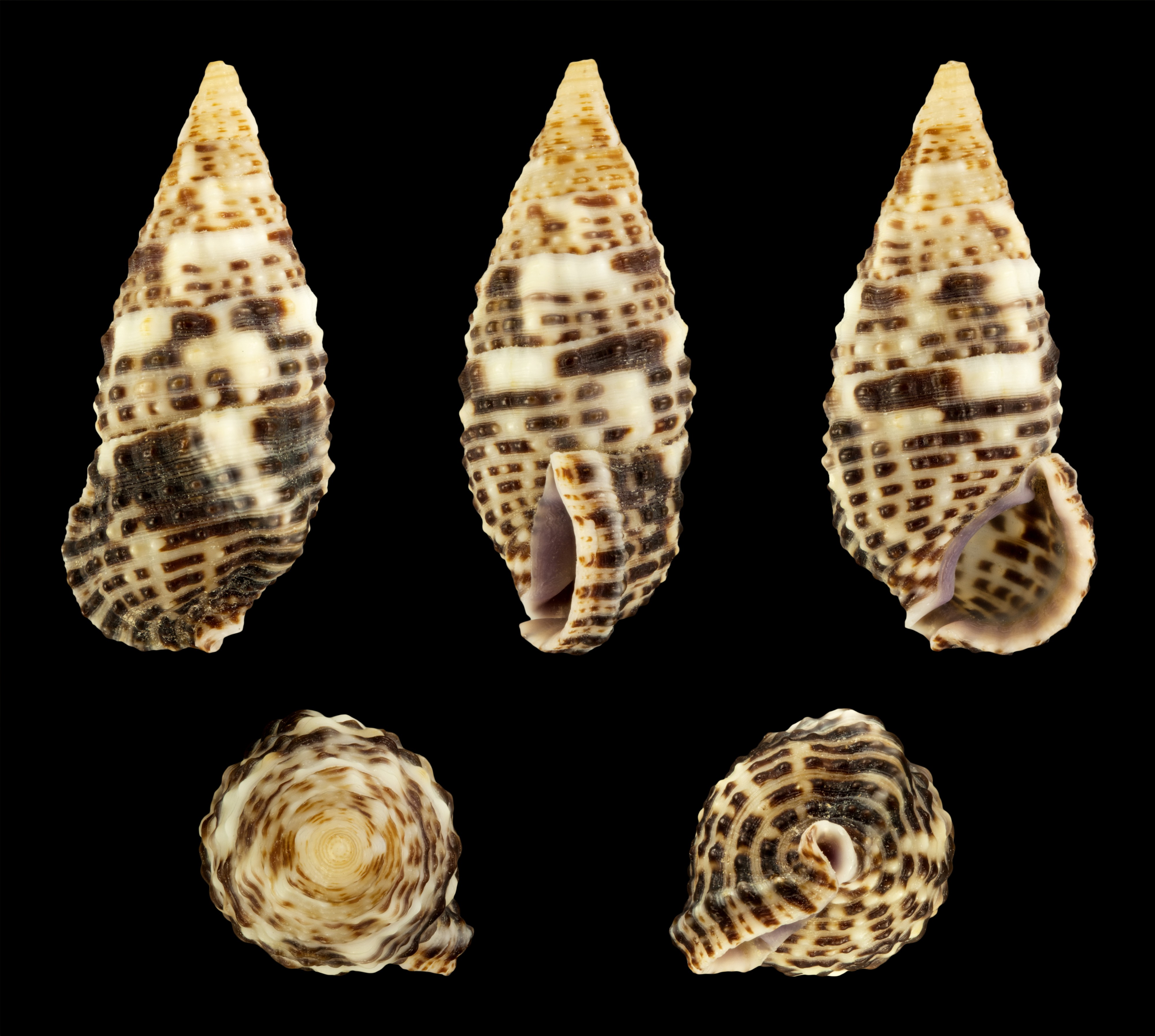 Clypeomorus purpurastoma 02