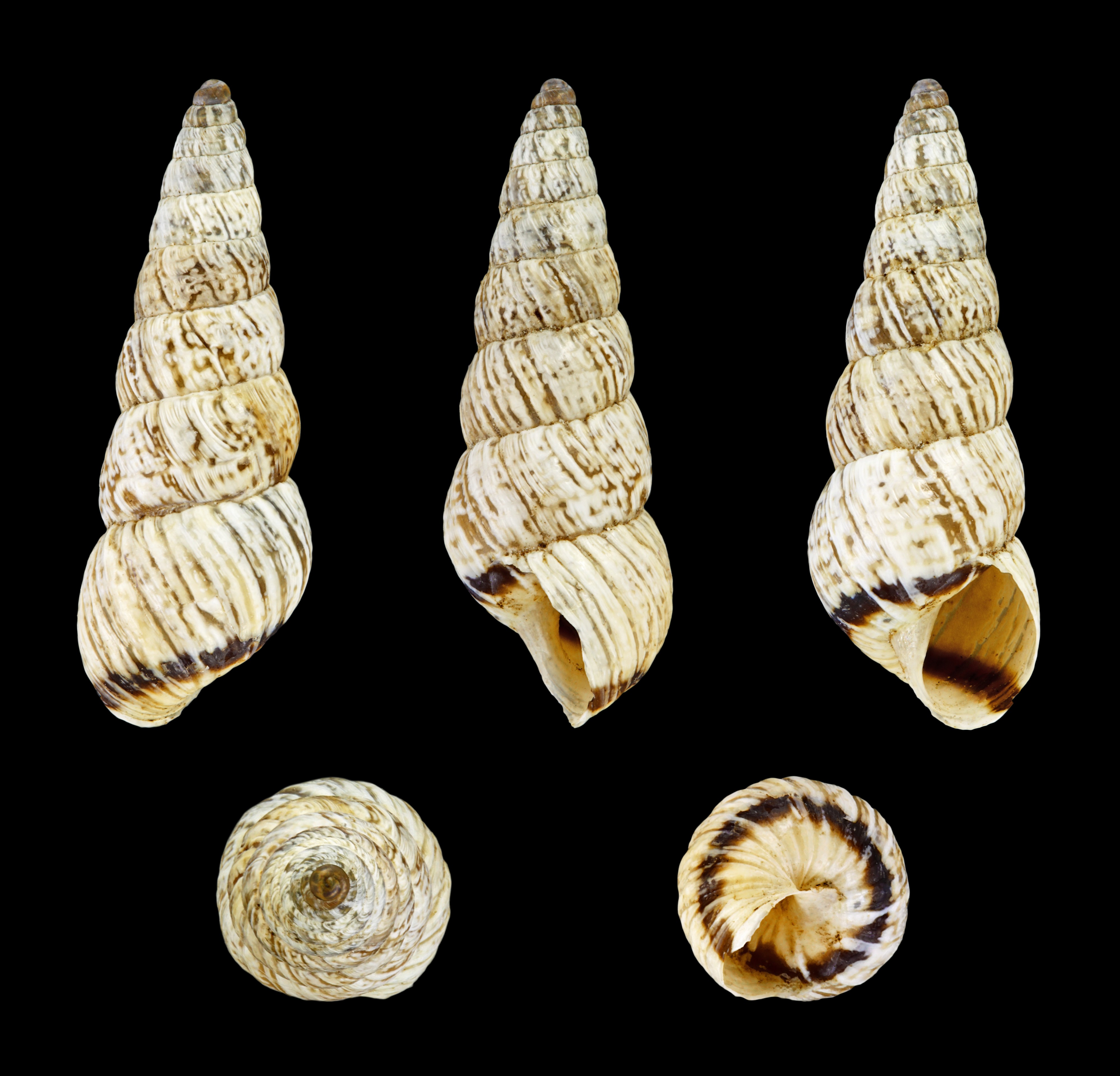 Cochlicella acuta acuta f. gigantea 01