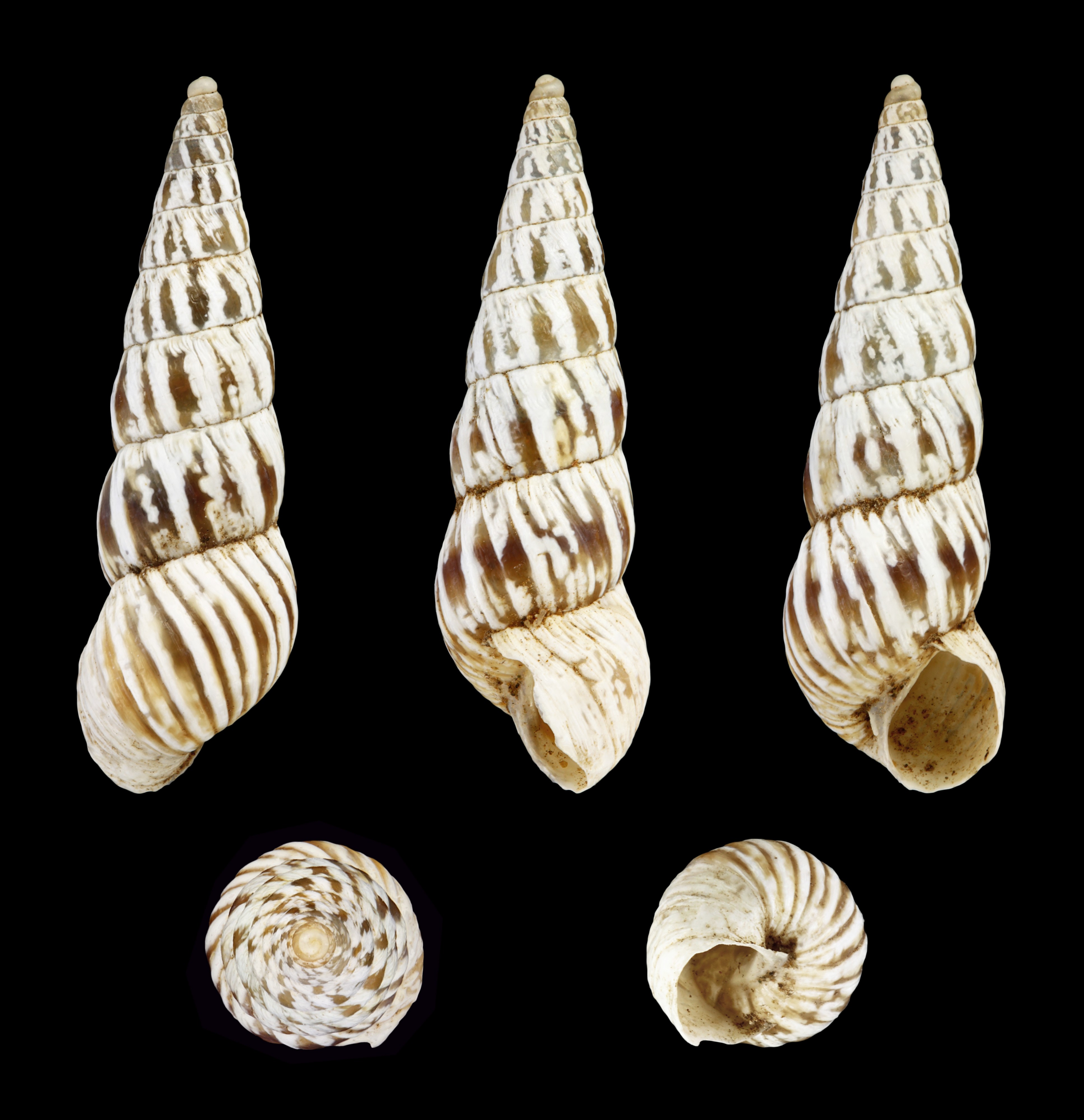 Cochlicella acuta raphidia 02