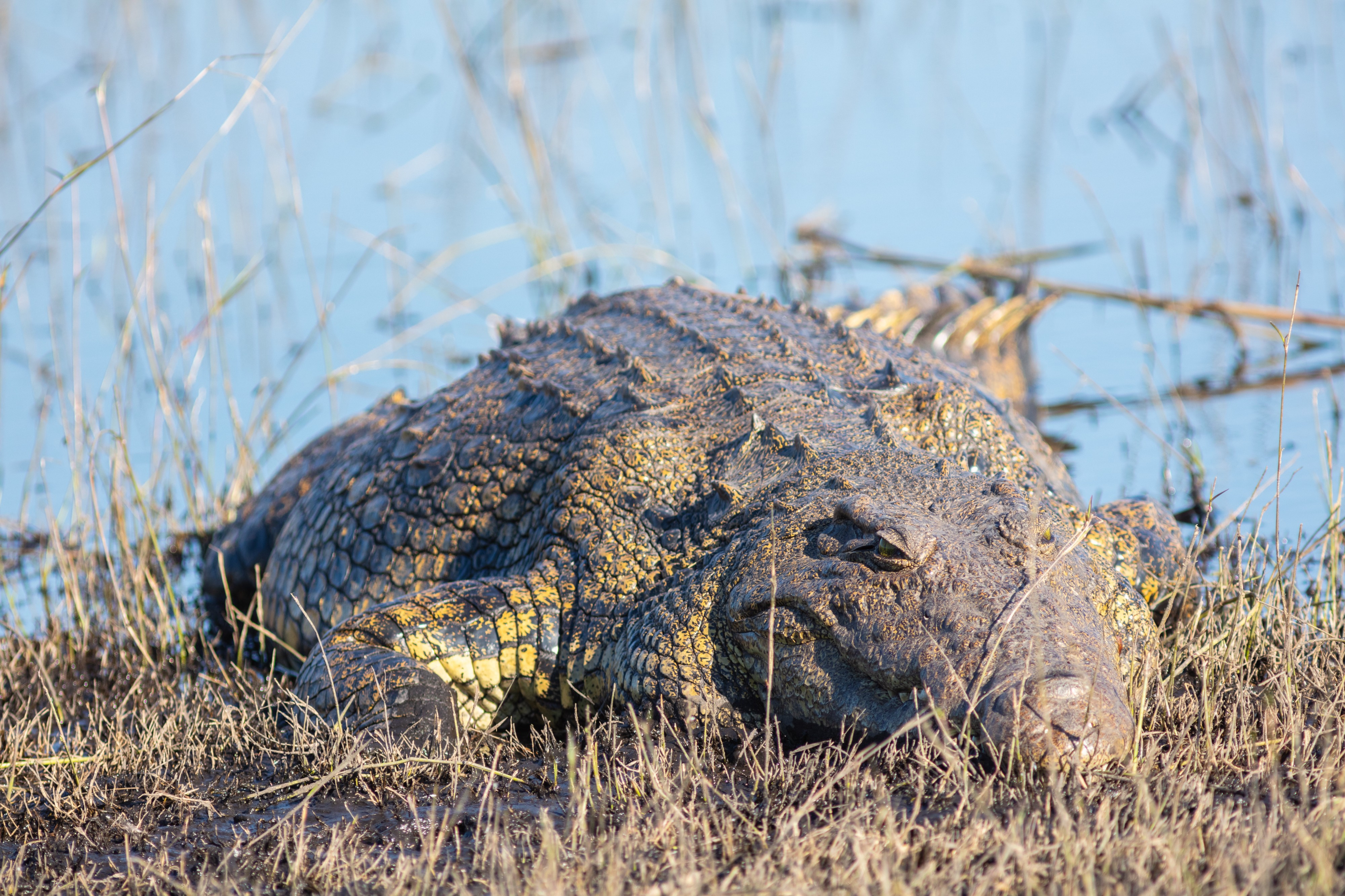 Cocodrilo del Nilo (Crocodylus niloticus), parque nacional de Chobe, Botsuana, 2018-07-28, DD 52