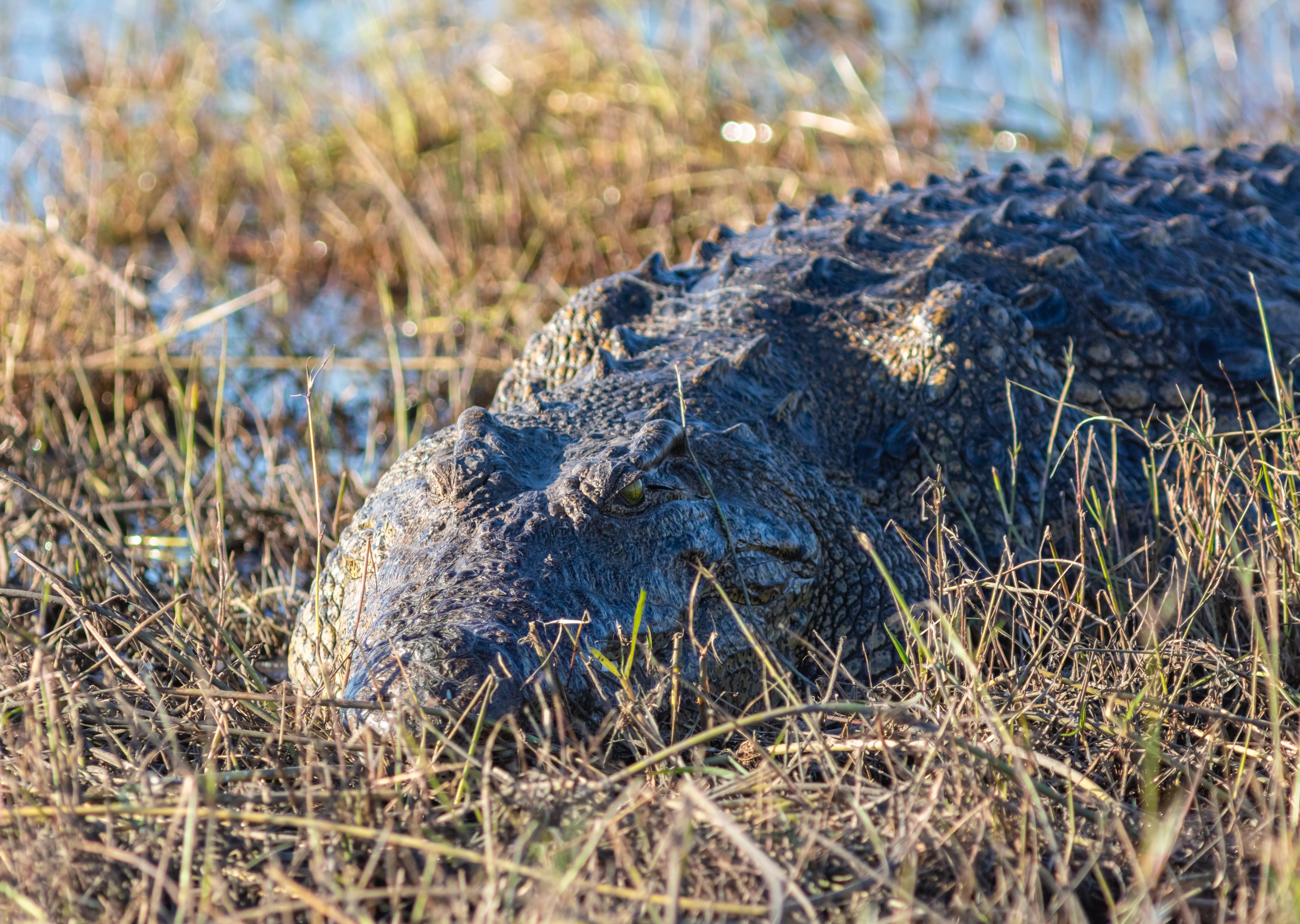 Cocodrilo del Nilo (Crocodylus niloticus), parque nacional de Chobe, Botsuana, 2018-07-28, DD 71