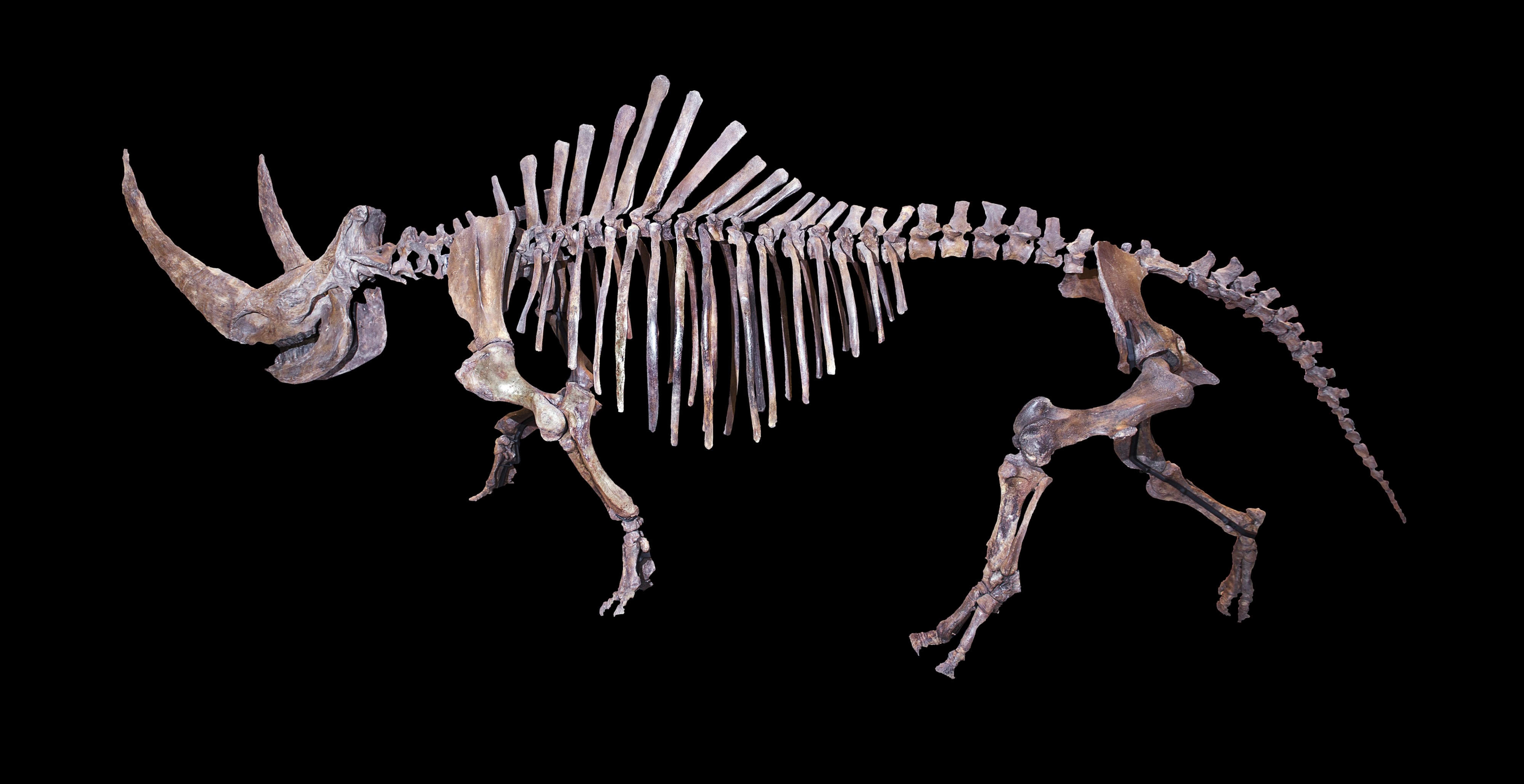 Coelodonta antiquitatis 