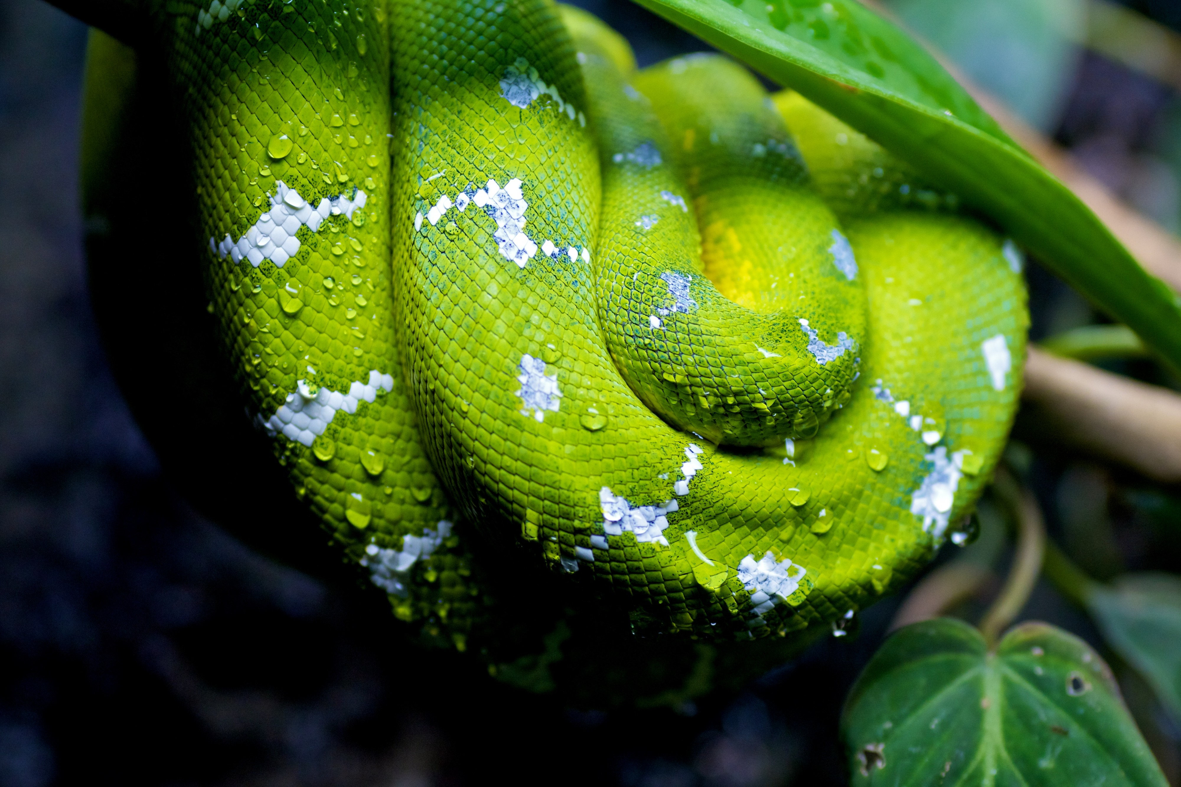 Coiled Morelia viridis